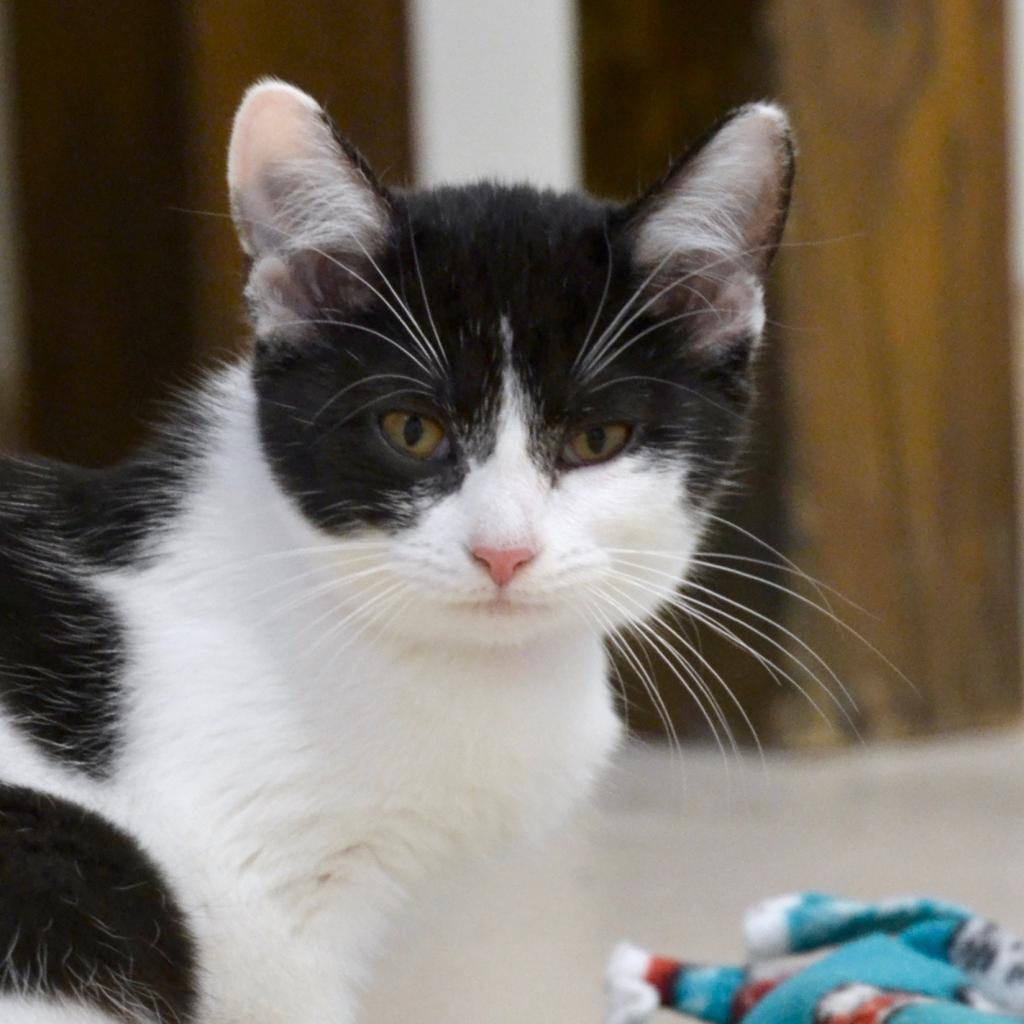 Enlarge Ashley, a Adoptable Domestic Short Hair in Delaware, OH image 1/2