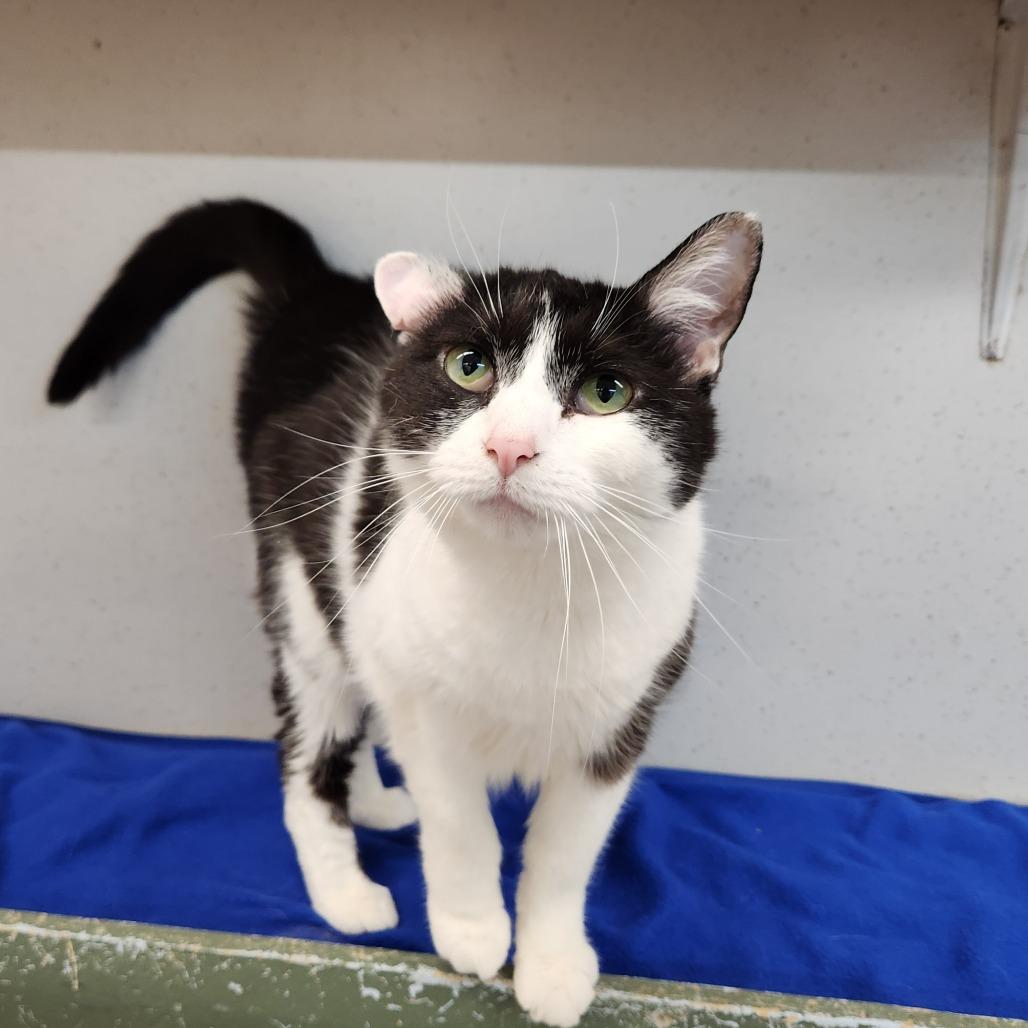 Enlarge Ashley, a Adoptable Domestic Short Hair in Delaware, OH image 2/2