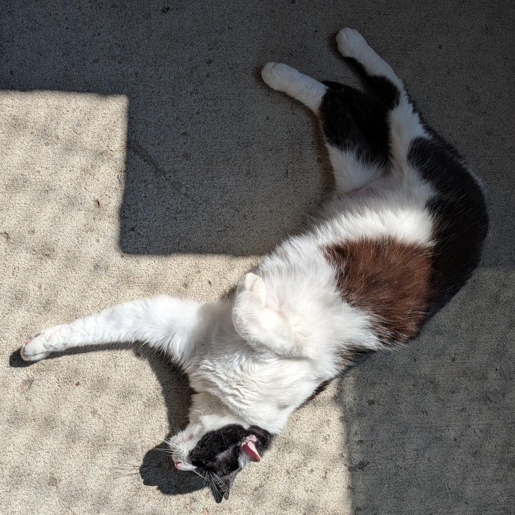 Enlarge Ashley, a Adoptable Domestic Short Hair in Delaware, OH image 3/4