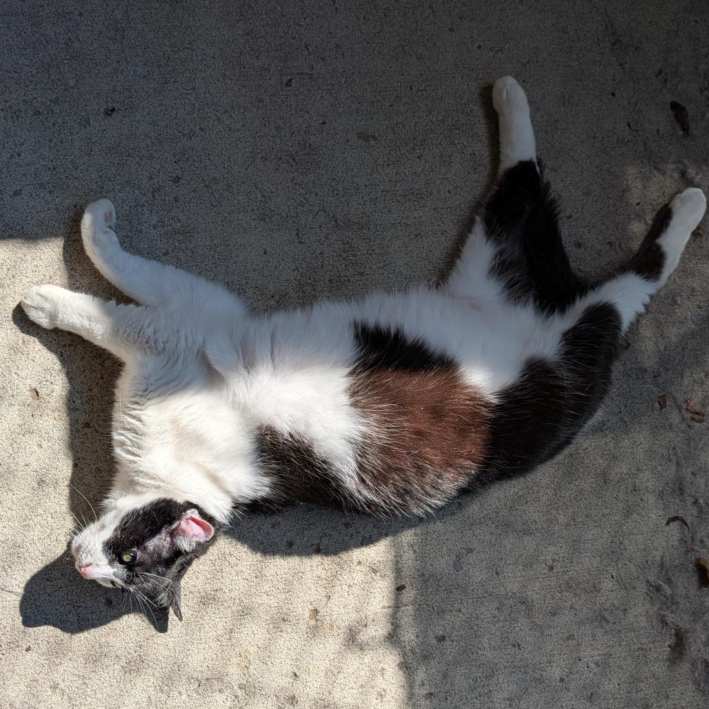 Enlarge Ashley, a Adoptable Domestic Short Hair in Delaware, OH image 4/4