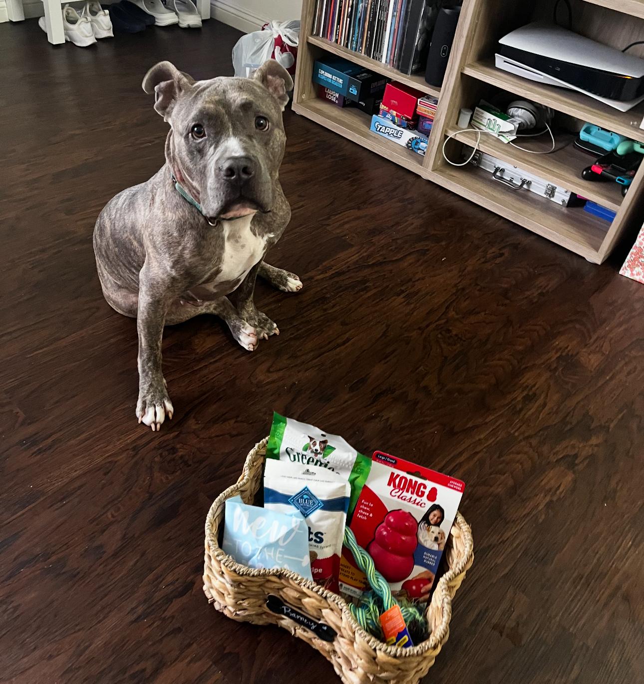 Enlarge Barney, a Adoptable mixed breed in Beverly Hills, CA image 2/6