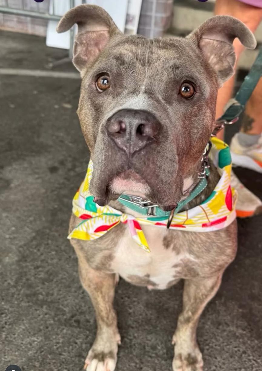 Enlarge Barney, a Adoptable mixed breed in Beverly Hills, CA image 1/6