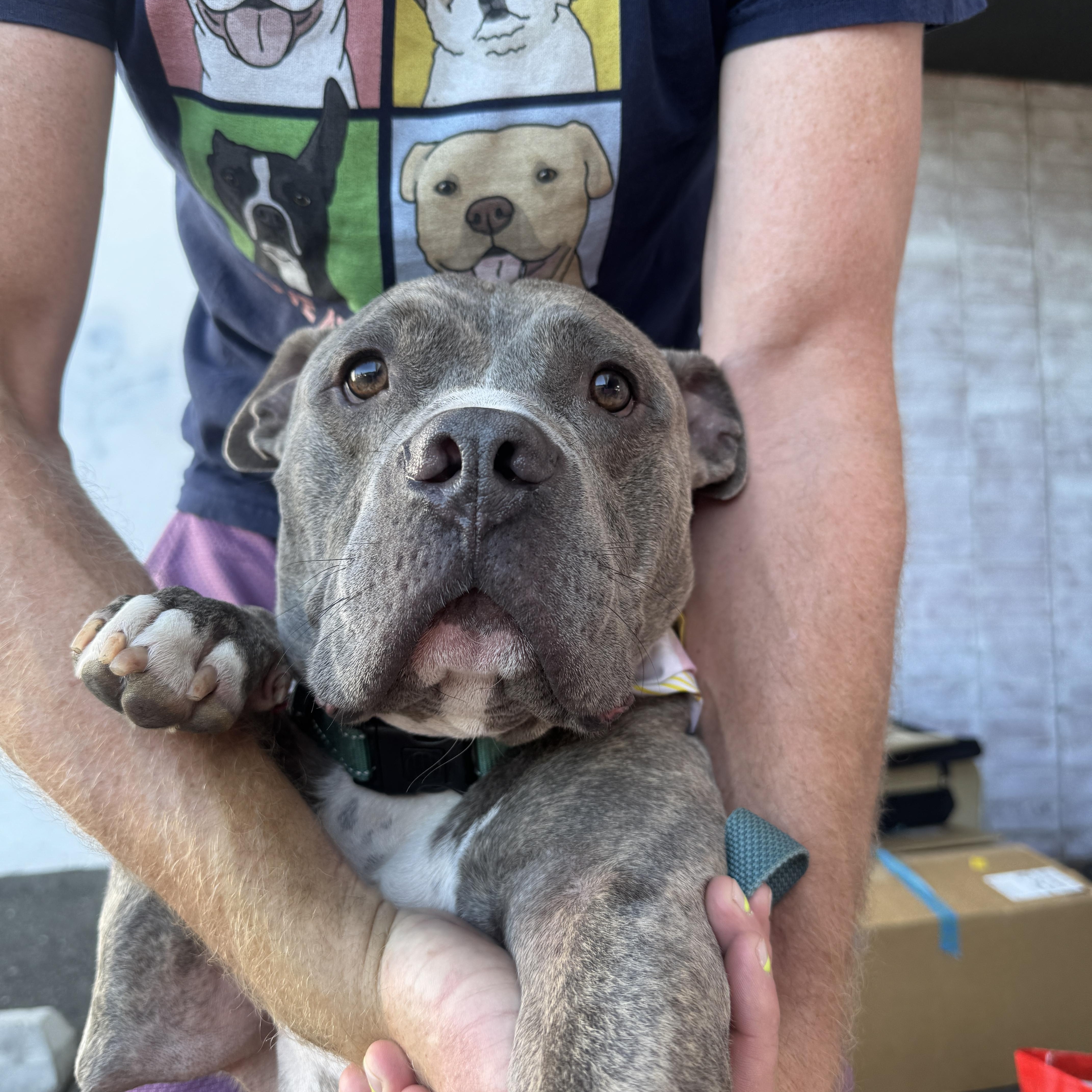 Enlarge Barney, a Adoptable mixed breed in Beverly Hills, CA image 3/6