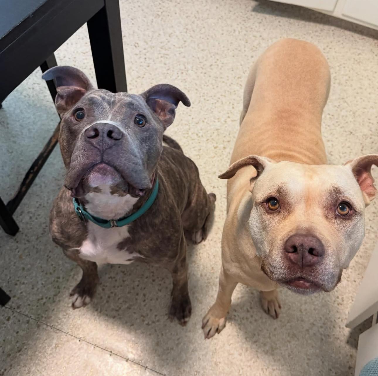 Enlarge Barney, a Adoptable mixed breed in Beverly Hills, CA image 6/6