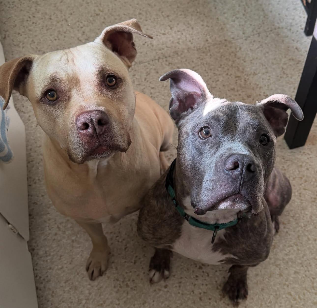 Enlarge Barney, a Adoptable mixed breed in Beverly Hills, CA image 4/6