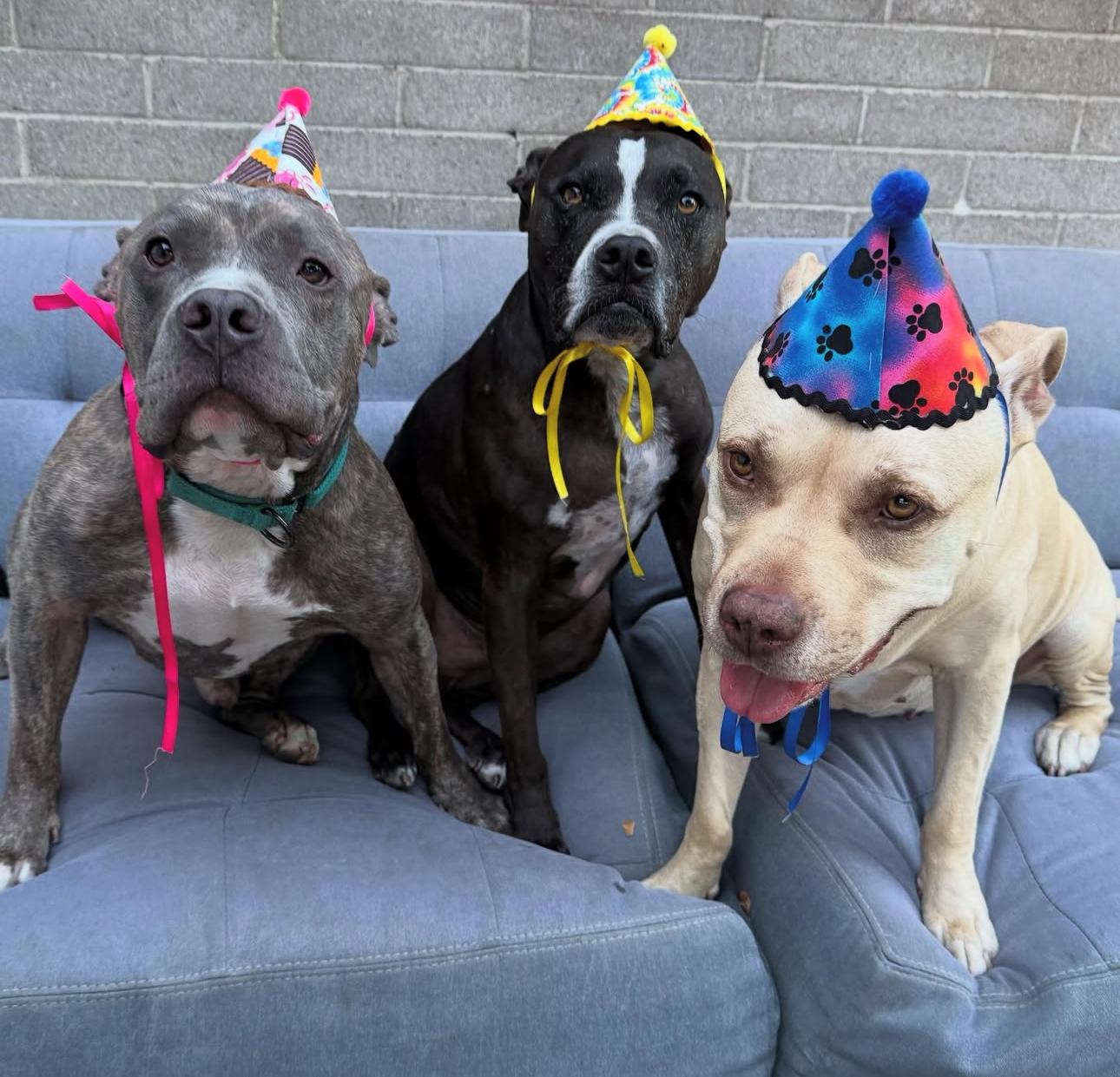 Enlarge Barney, a Adoptable mixed breed in Beverly Hills, CA image 5/6