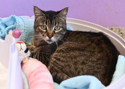 Isabella, Adoptable, Senior Female Domestic Short Hair & Domestic Short Hair.