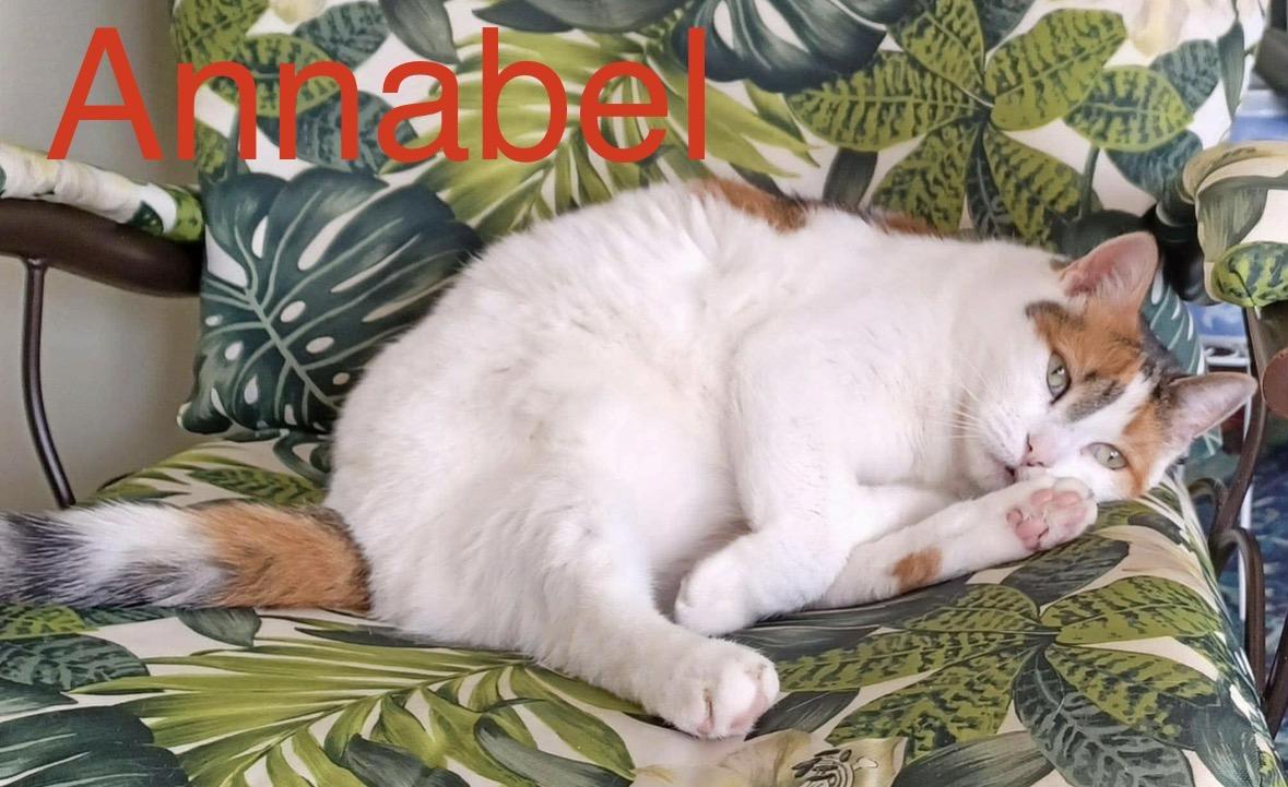 Annabel, a ADOPTABLE Domestic Medium Hair in Pointe-Claire, QC image 1/5