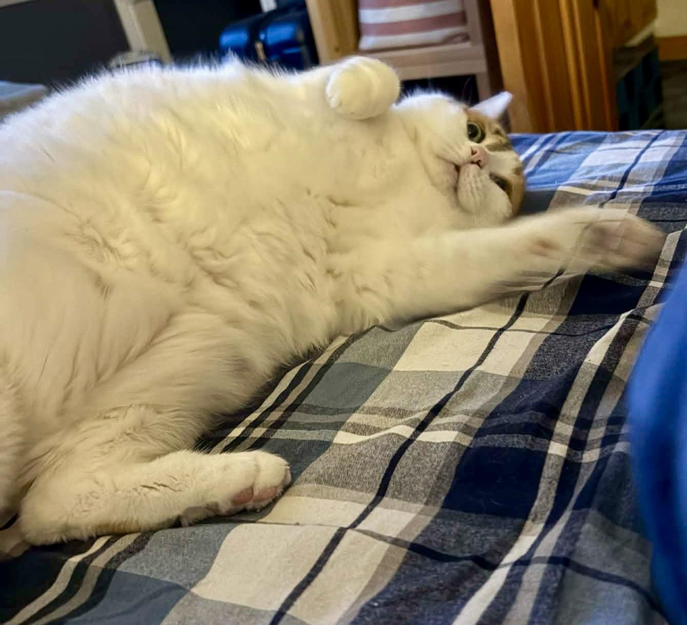 Annabel, a ADOPTABLE Domestic Medium Hair in Pointe-Claire, QC image 4/5