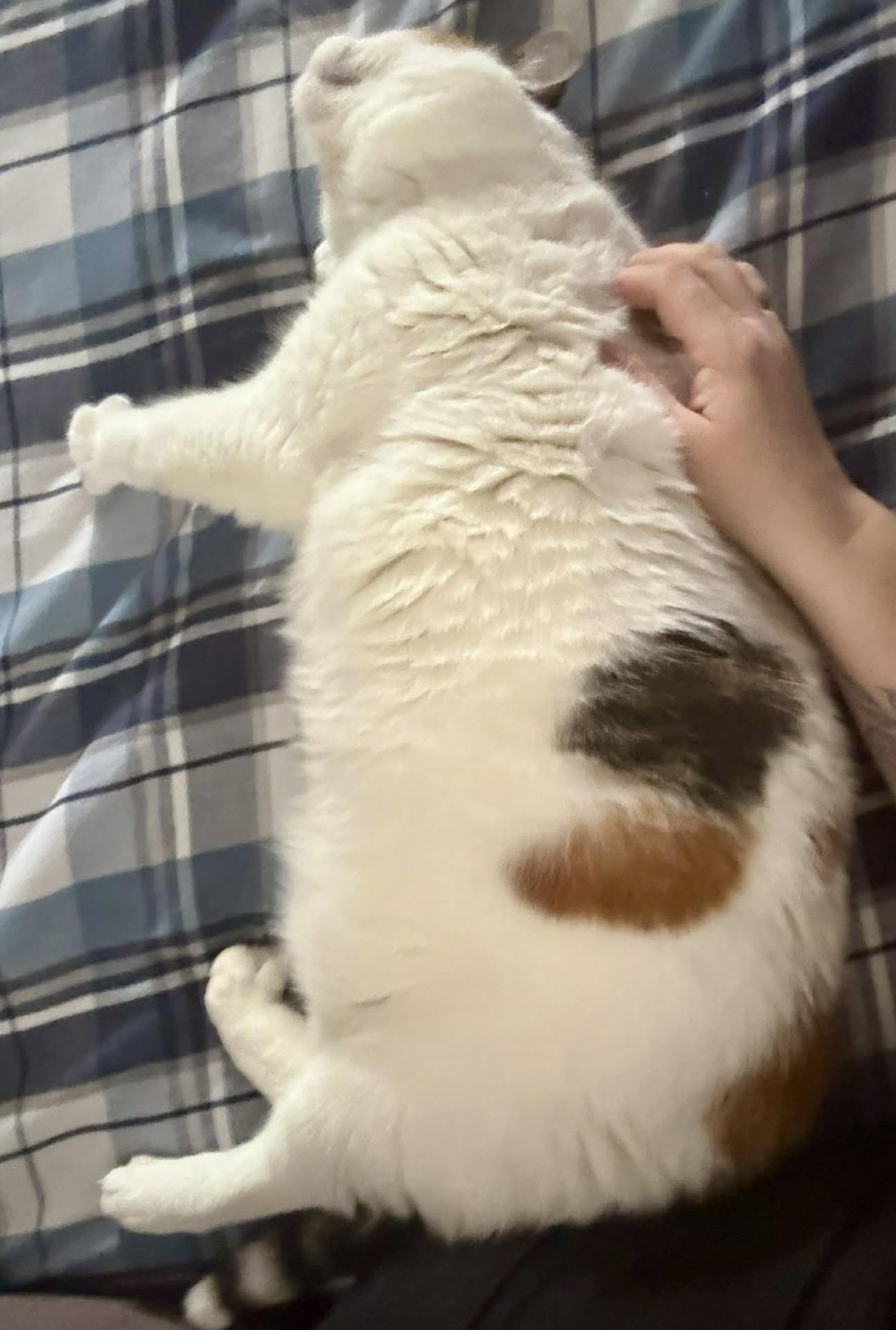 Annabel, a ADOPTABLE Domestic Medium Hair in Pointe-Claire, QC image 3/5