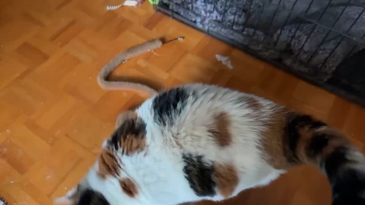 Enlarge Annabel, a ADOPTABLE Domestic Medium Hair in Pointe-Claire, QC video 2/5