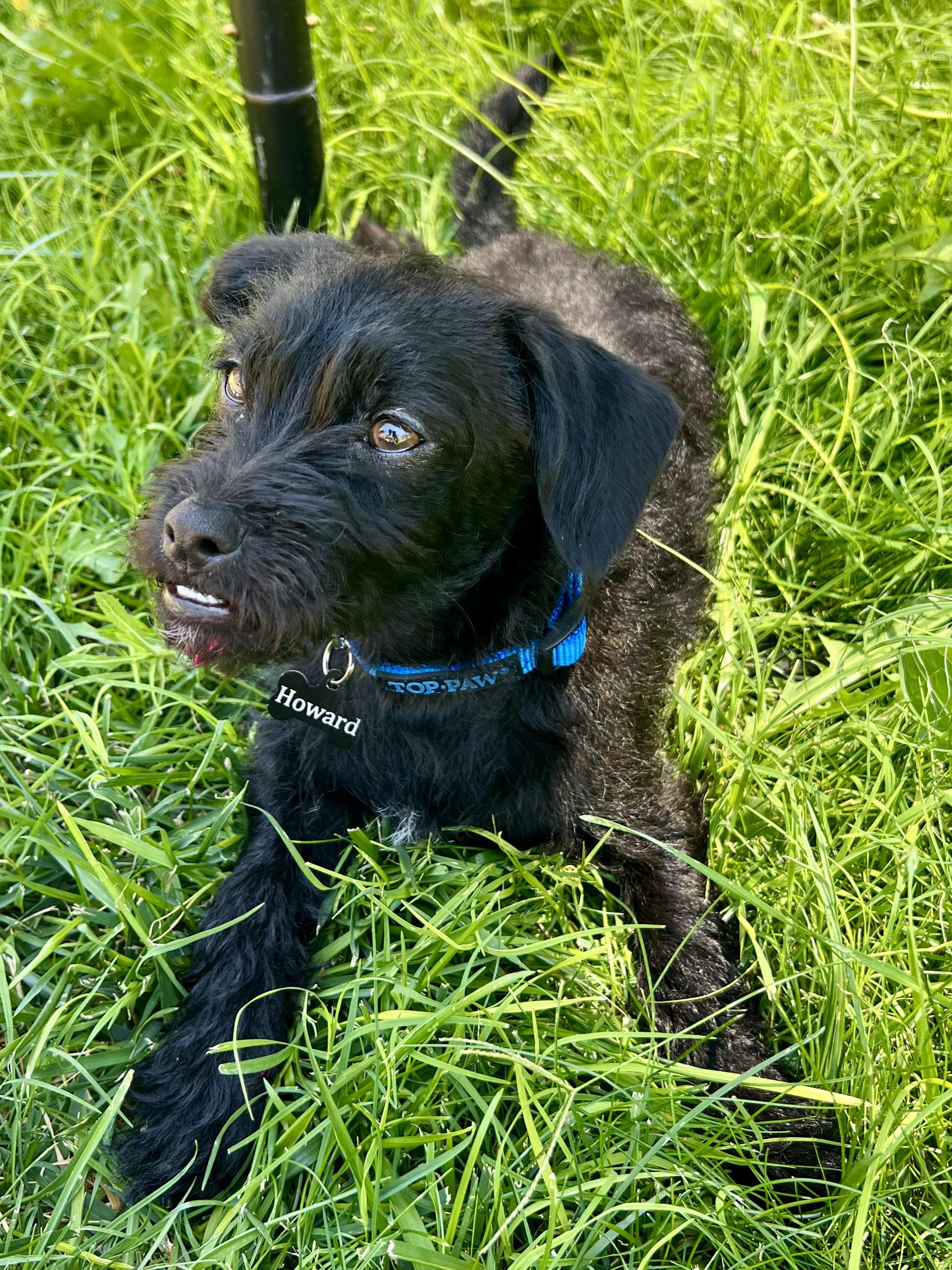 Enlarge Howard, an adoptable mixed breed in Clovis, NM image 3/4