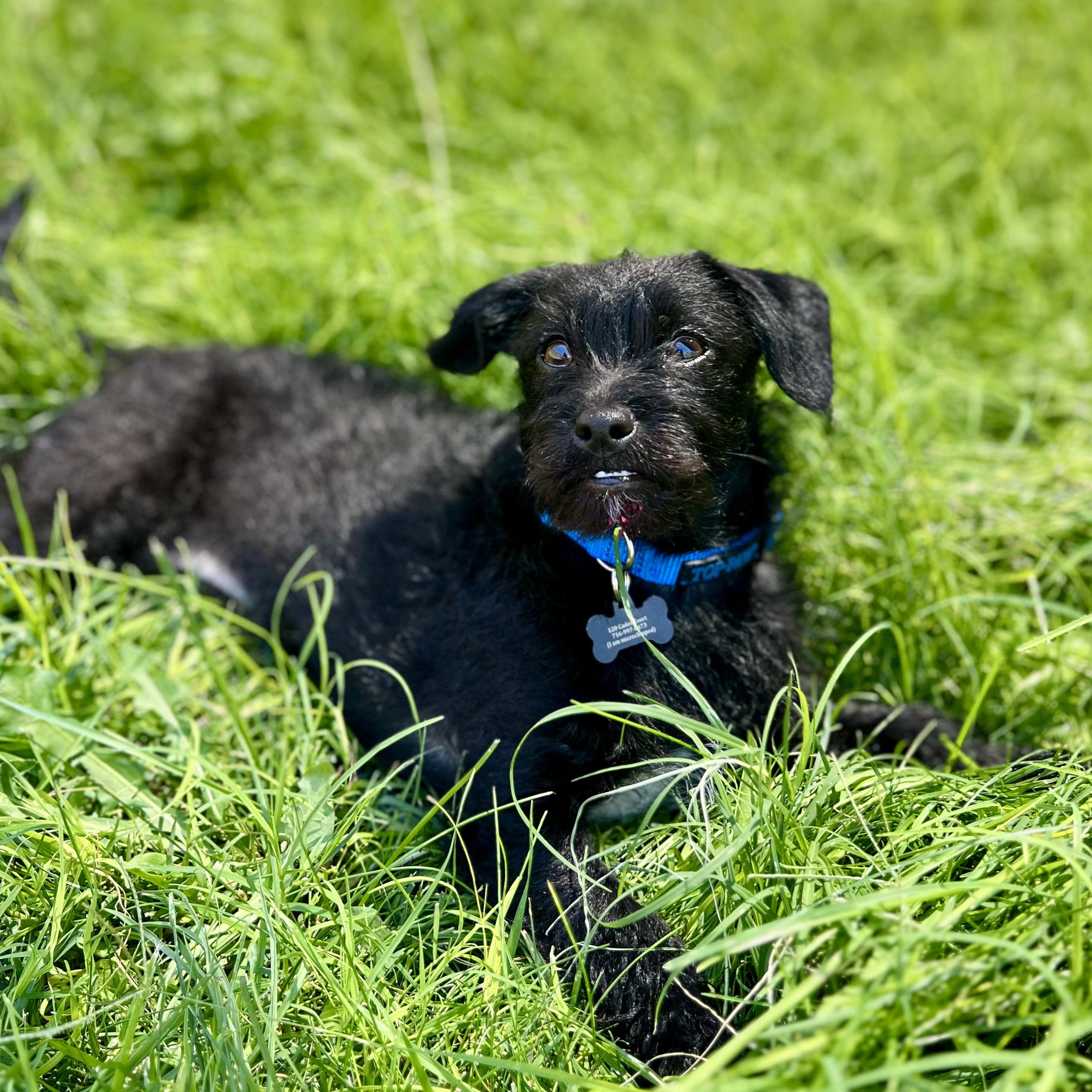 Enlarge Howard, an adoptable mixed breed in Clovis, NM image 1/4