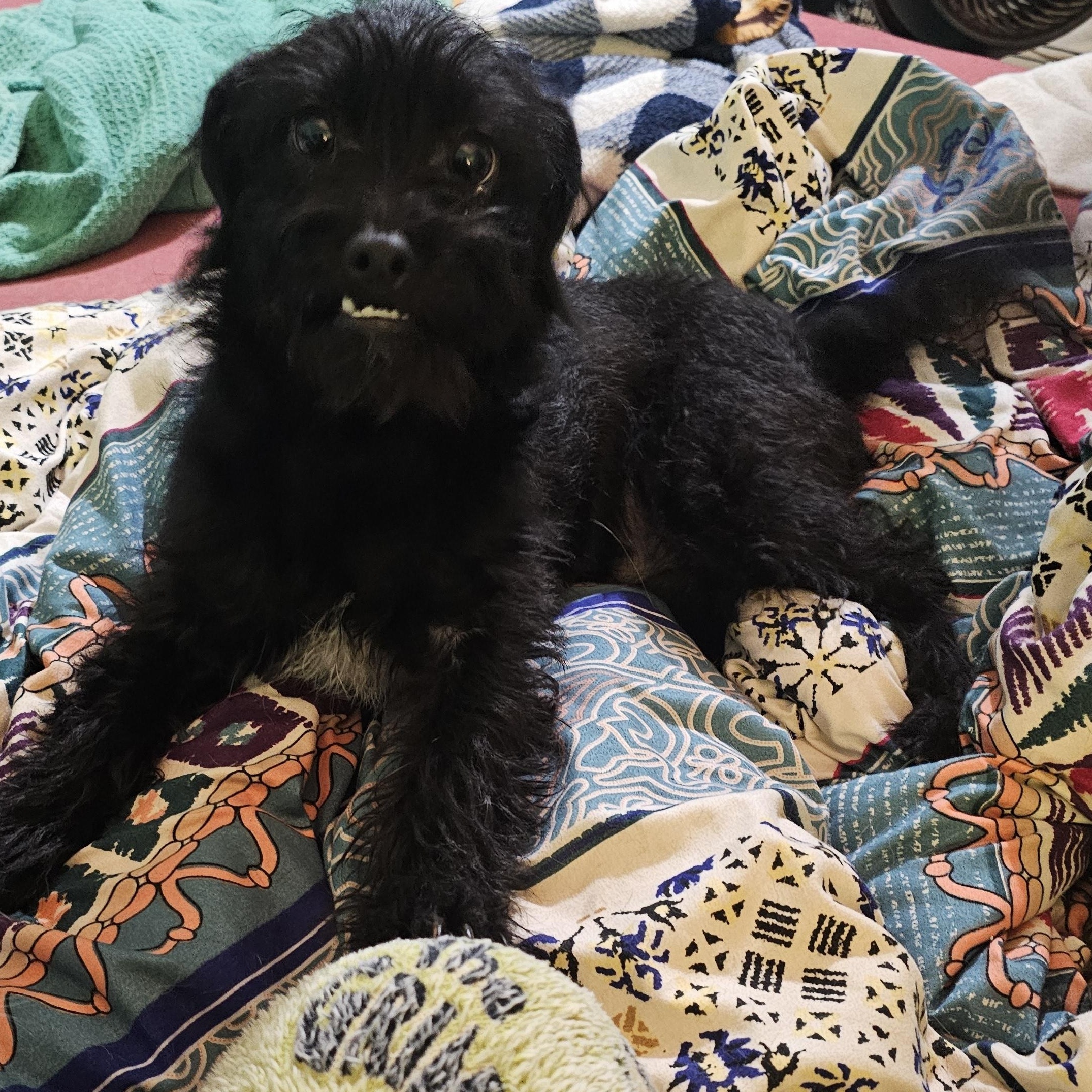 Howard, Adoptable, Puppy Male Yorkie Poo & Yorkshire Terrier.
