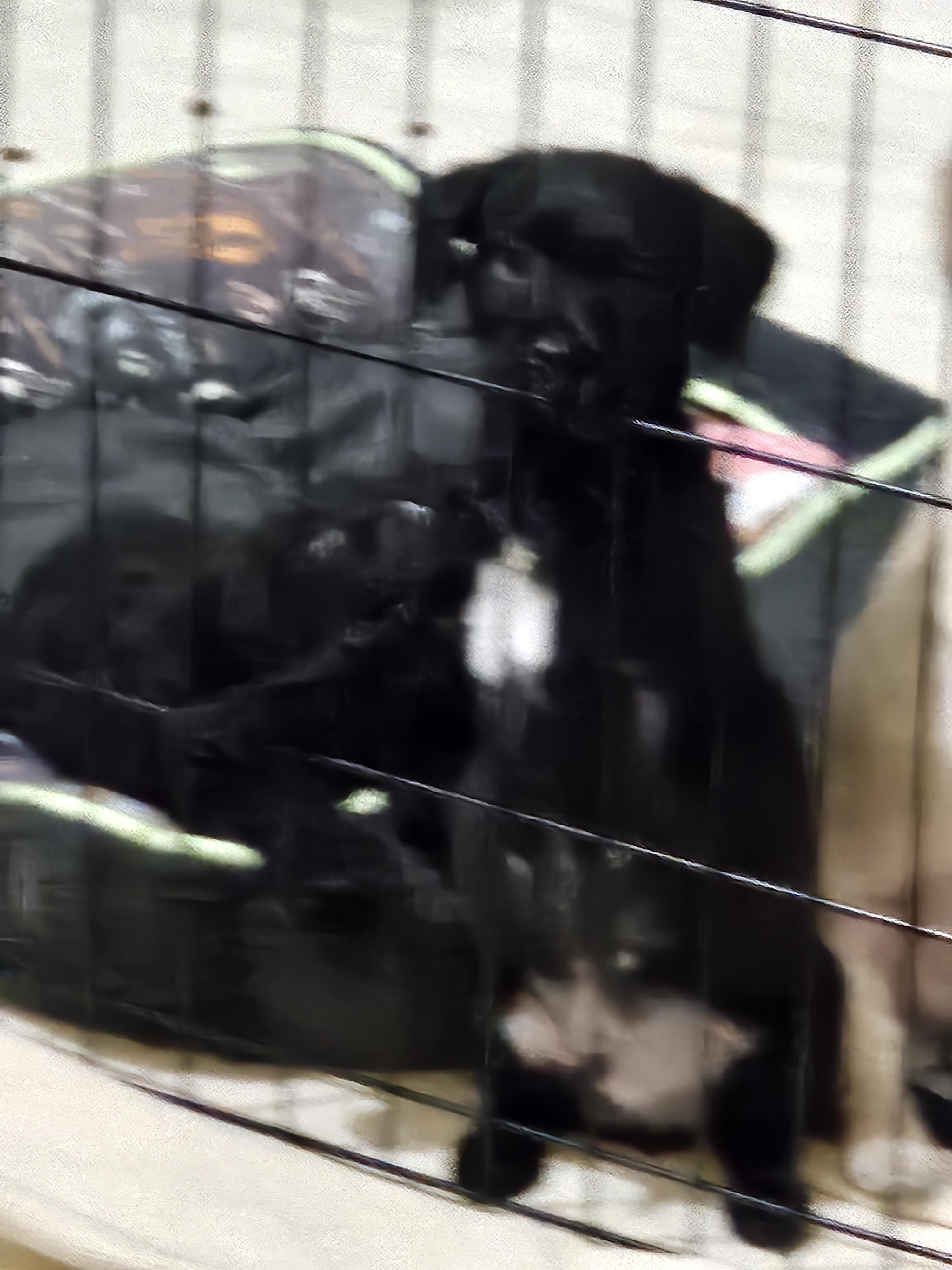 Howard, a ADOPTABLE mixed breed in Clovis, NM image 2/4