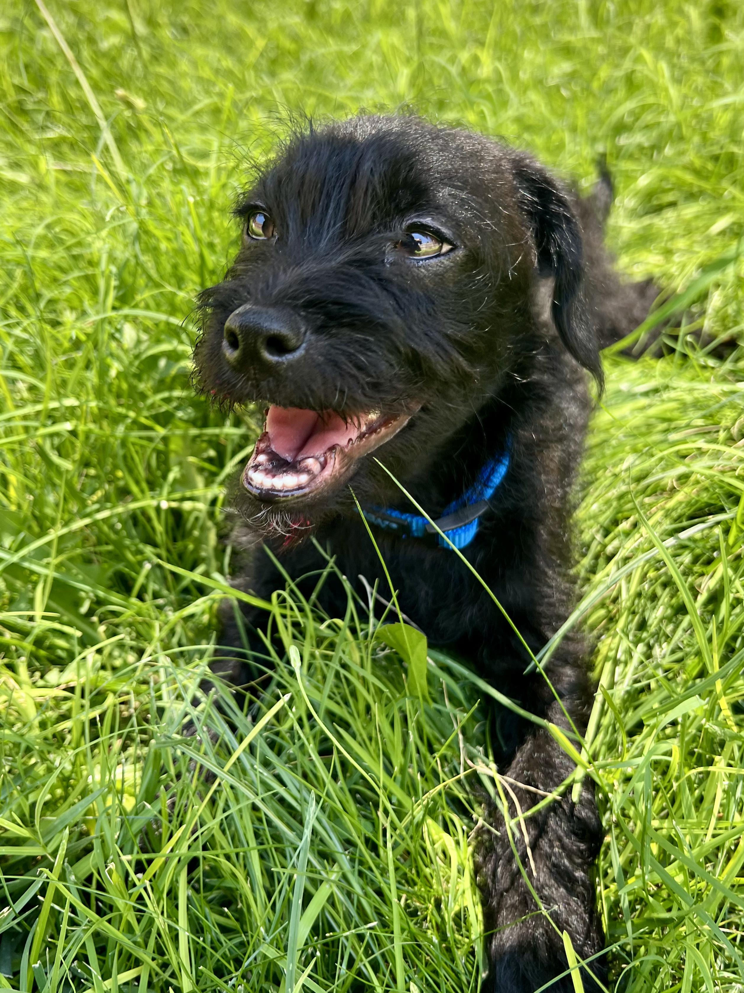 Enlarge Howard, an adoptable mixed breed in Clovis, NM image 4/4