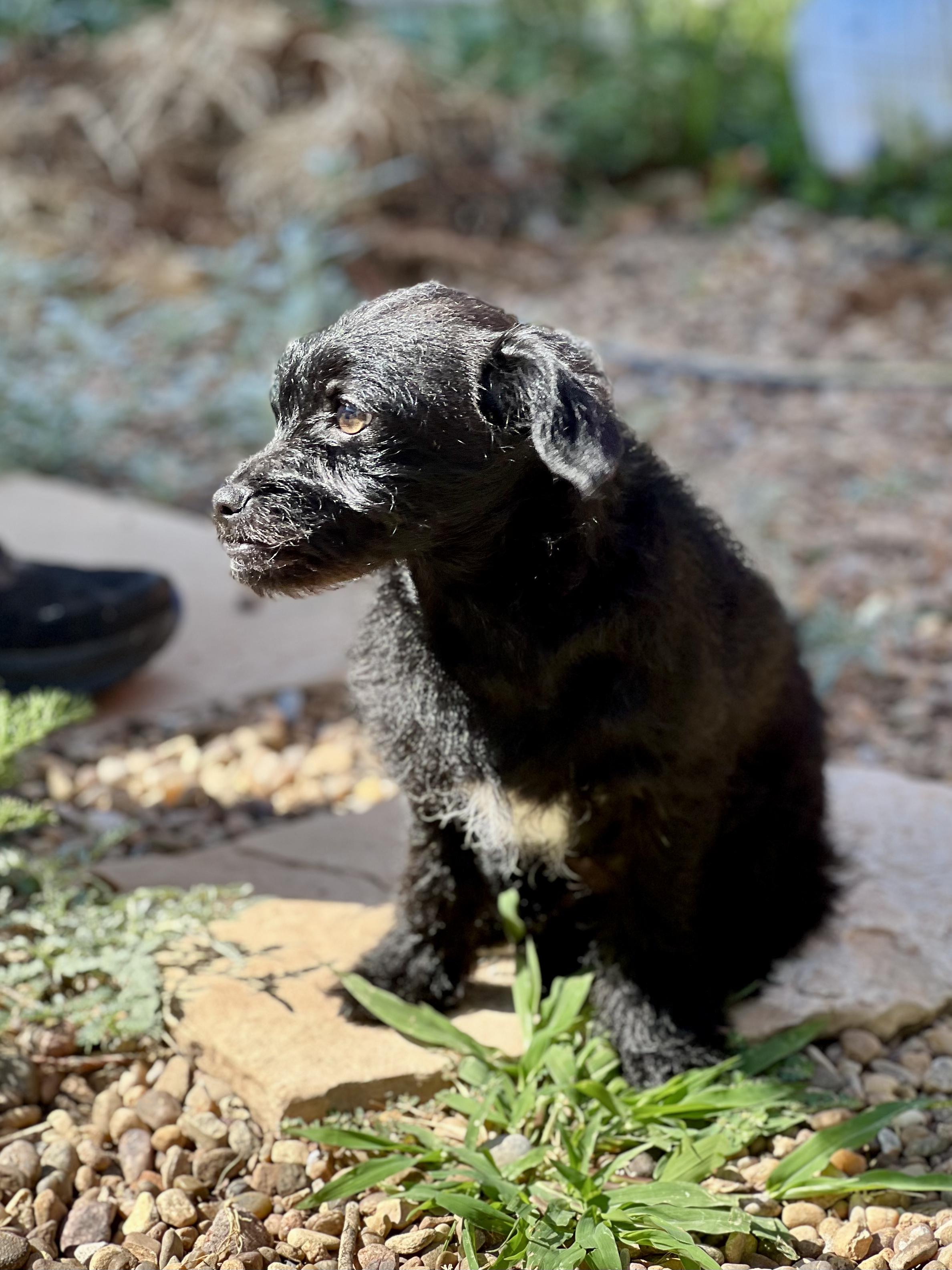 Enlarge Howard, an adoptable mixed breed in Clovis, NM image 2/4