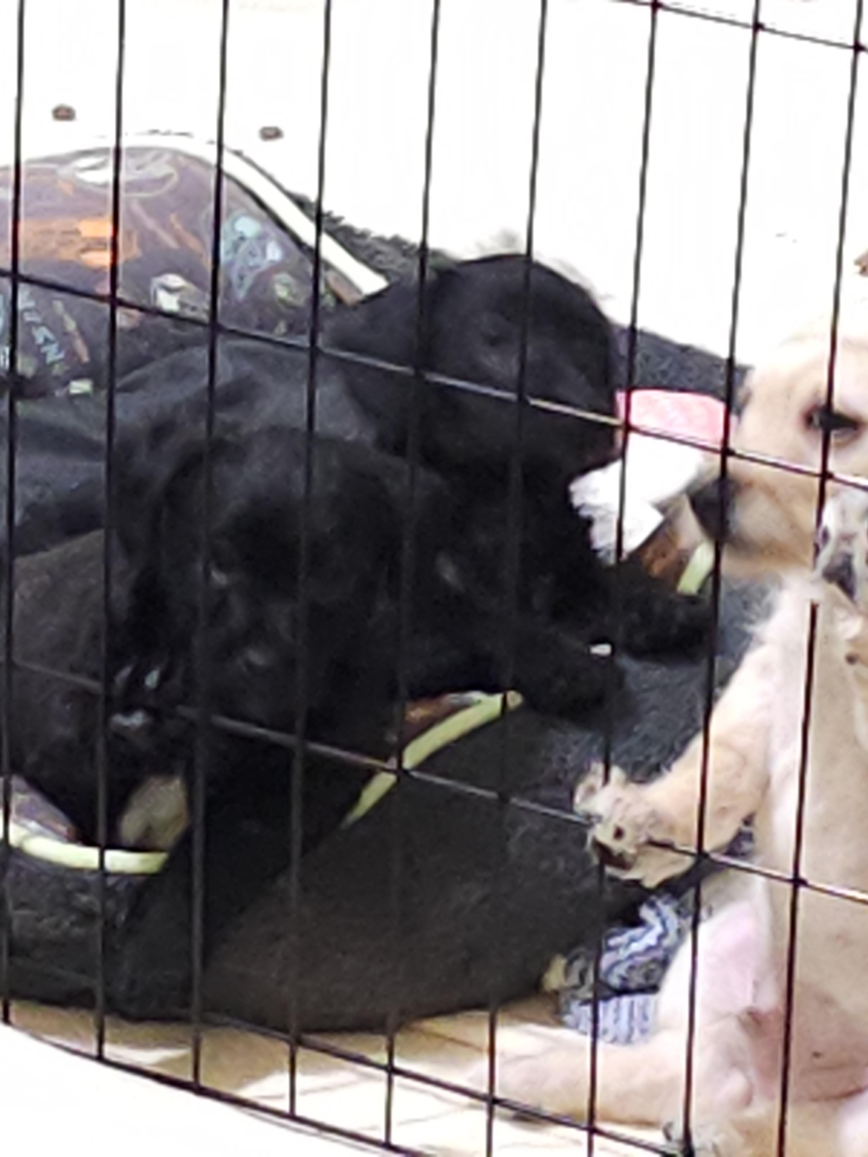 Howard, a ADOPTABLE mixed breed in Clovis, NM image 3/4