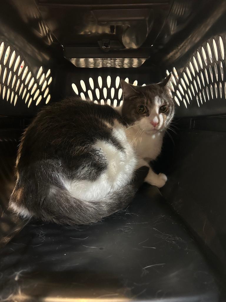 SPIKE (BIGGY), Adoptable, Adult Male Domestic Short Hair.