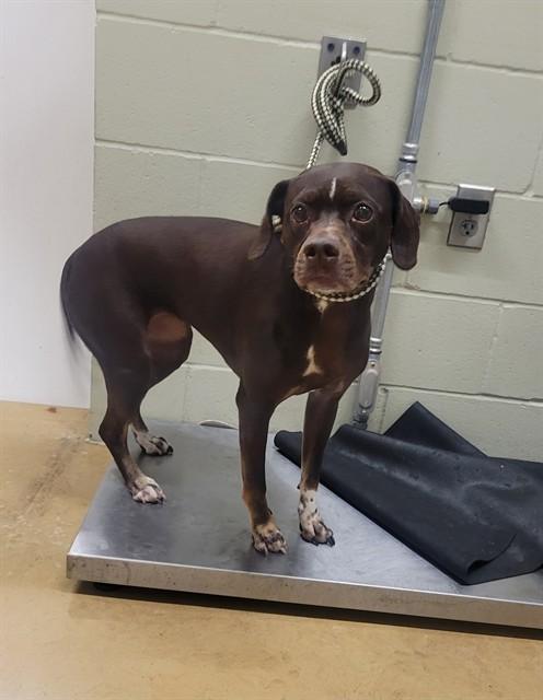 PIPER, Adoptable, Adult Female Pointer & Mixed Breed.