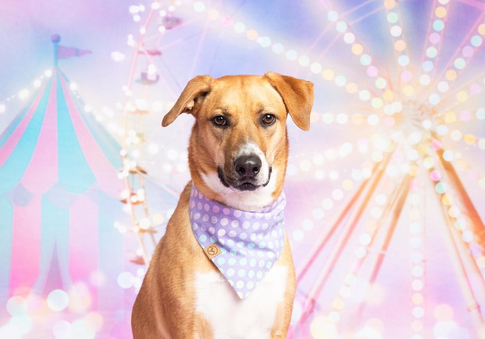 Mimosa, Adoptable, Adult Female German Shepherd Dog & Great Pyrenees.