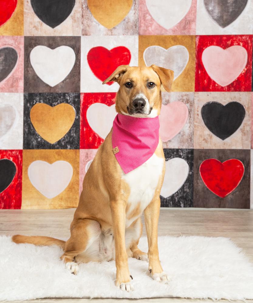 Mimosa, a Adoptable mixed breed in Frisco, TX image 2/6