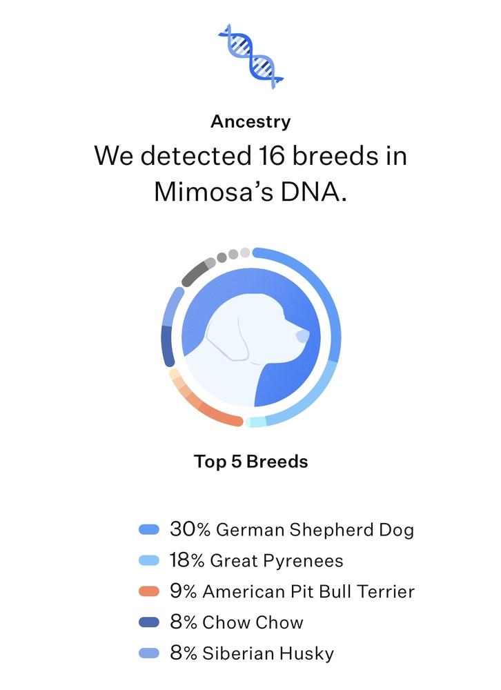 Mimosa, a Adoptable mixed breed in Frisco, TX image 3/6