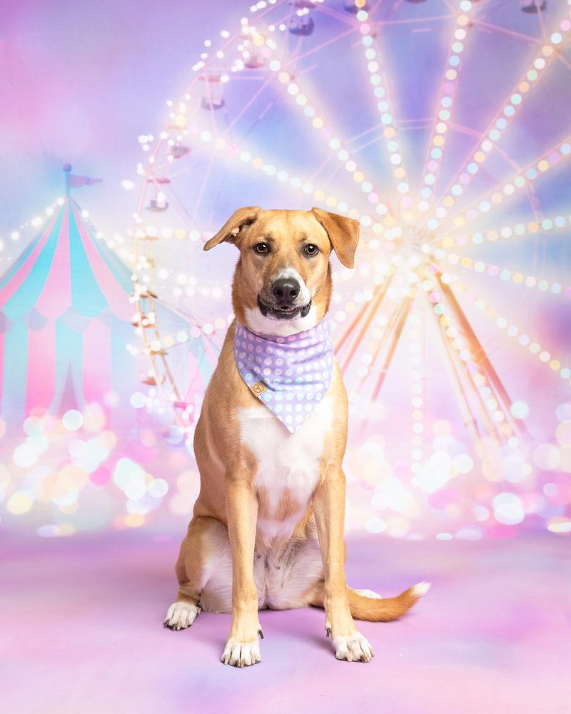 Mimosa, a Adoptable mixed breed in Frisco, TX image 4/6