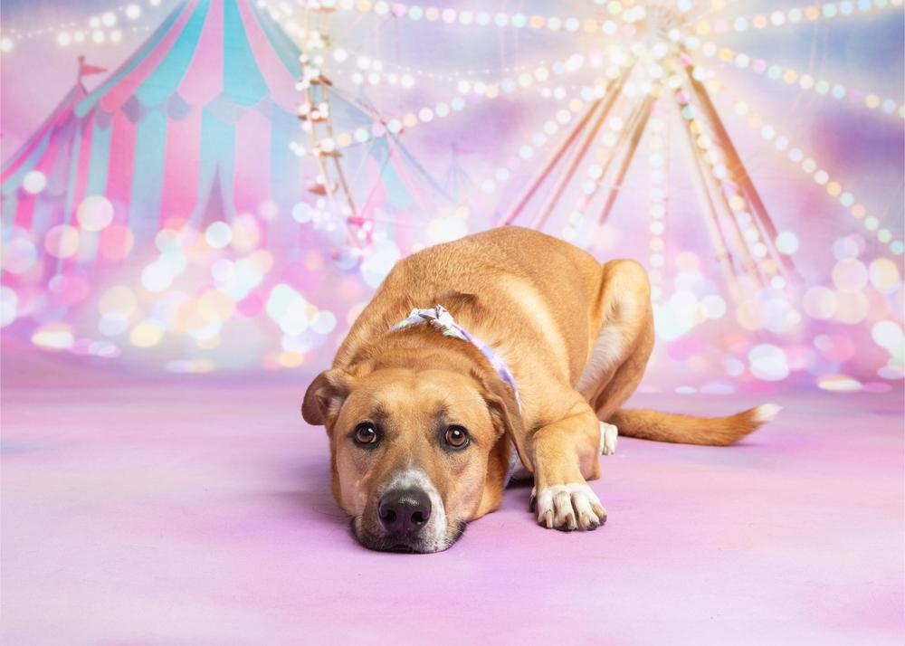 Mimosa, a Adoptable mixed breed in Frisco, TX image 5/6