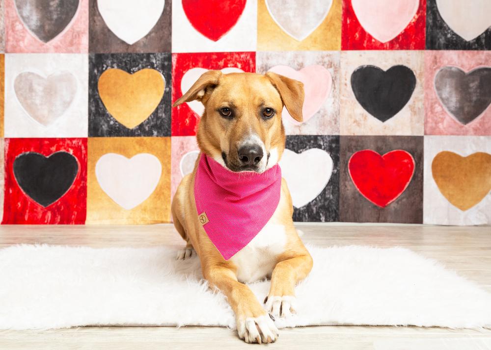 Mimosa, a Adoptable mixed breed in Frisco, TX image 6/6