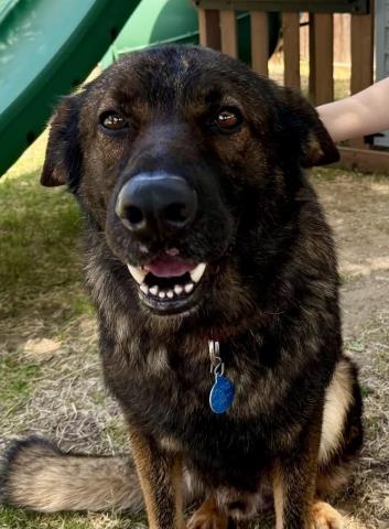 Enlarge Groot - URGENT, a ADOPTABLE German Shepherd Dog in Thousand Oaks, CA image 1/1