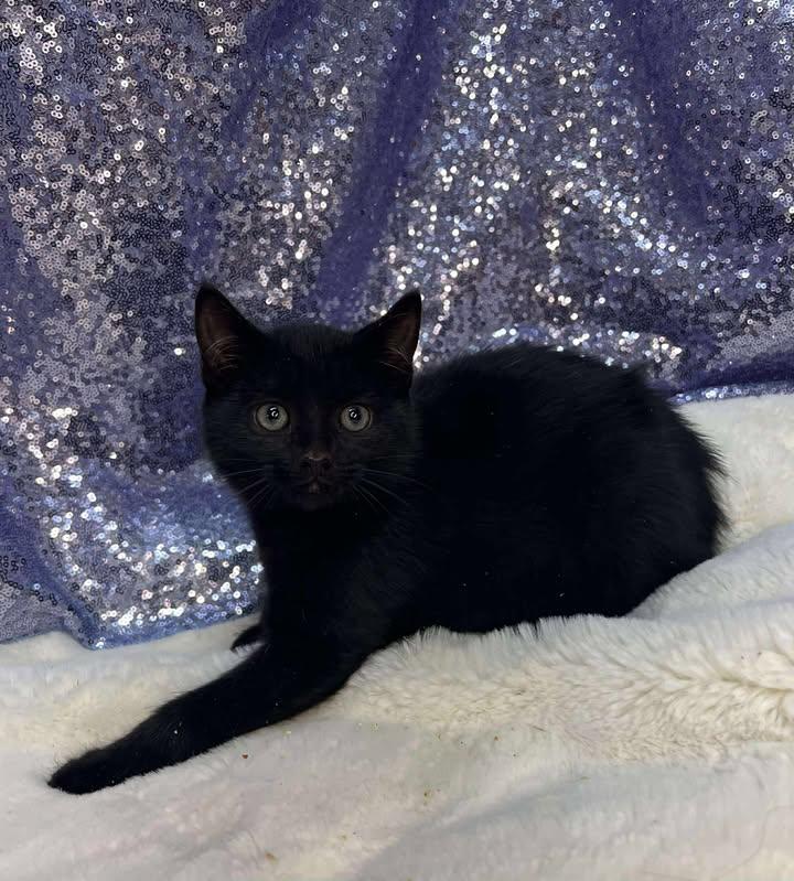 Jolly Time, Adoptable, Young Male Domestic Short Hair.