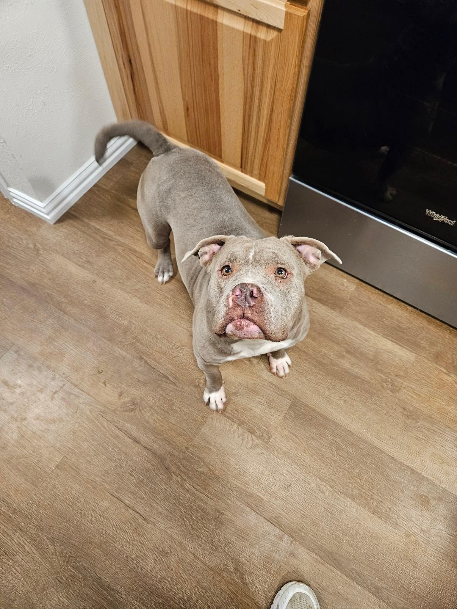 Enlarge Sweetie, a Adoptable Pit Bull Terrier in Arlee, MT image 2/4