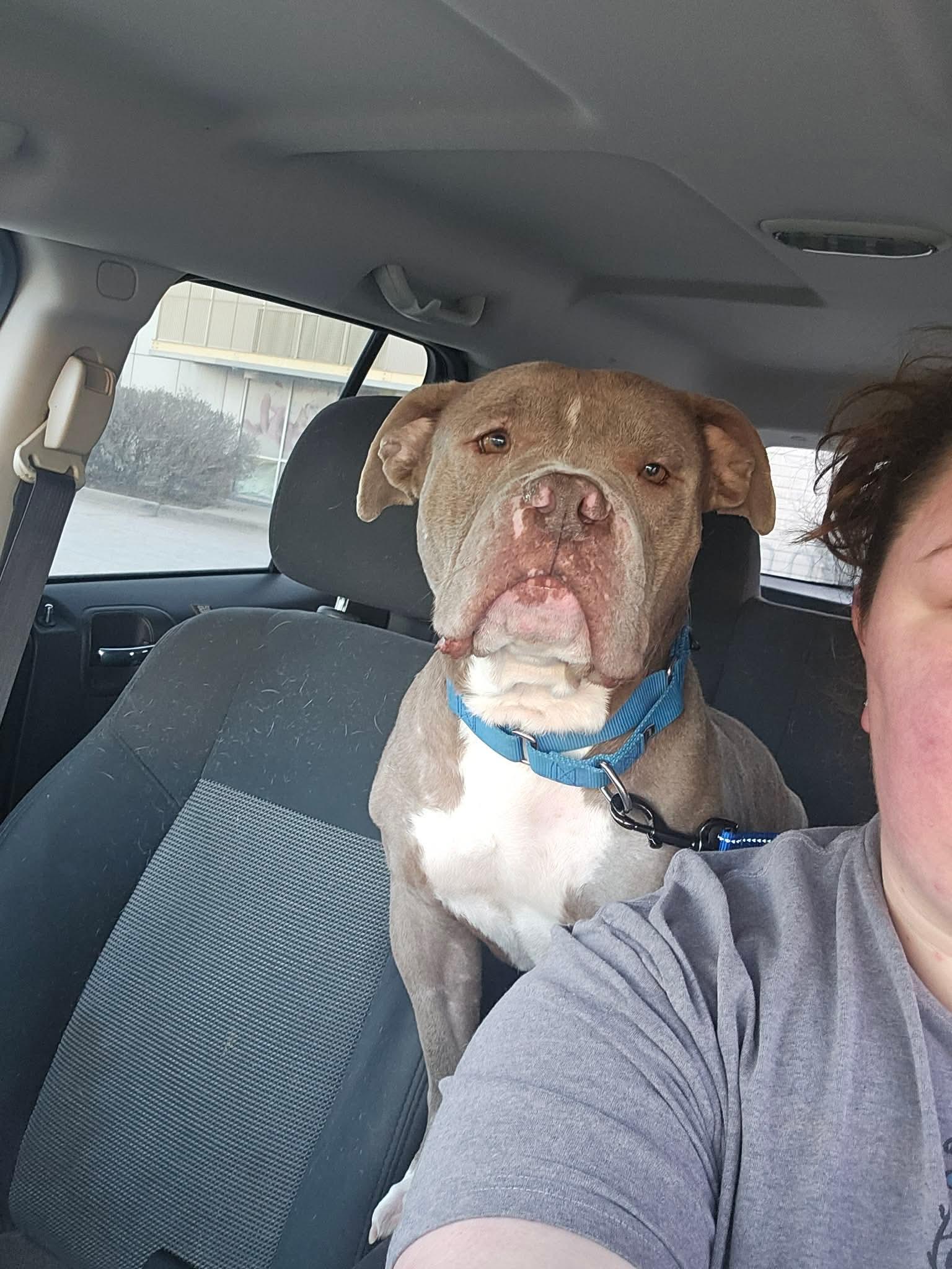 Enlarge Sweetie, a Adoptable Pit Bull Terrier in Arlee, MT image 3/4