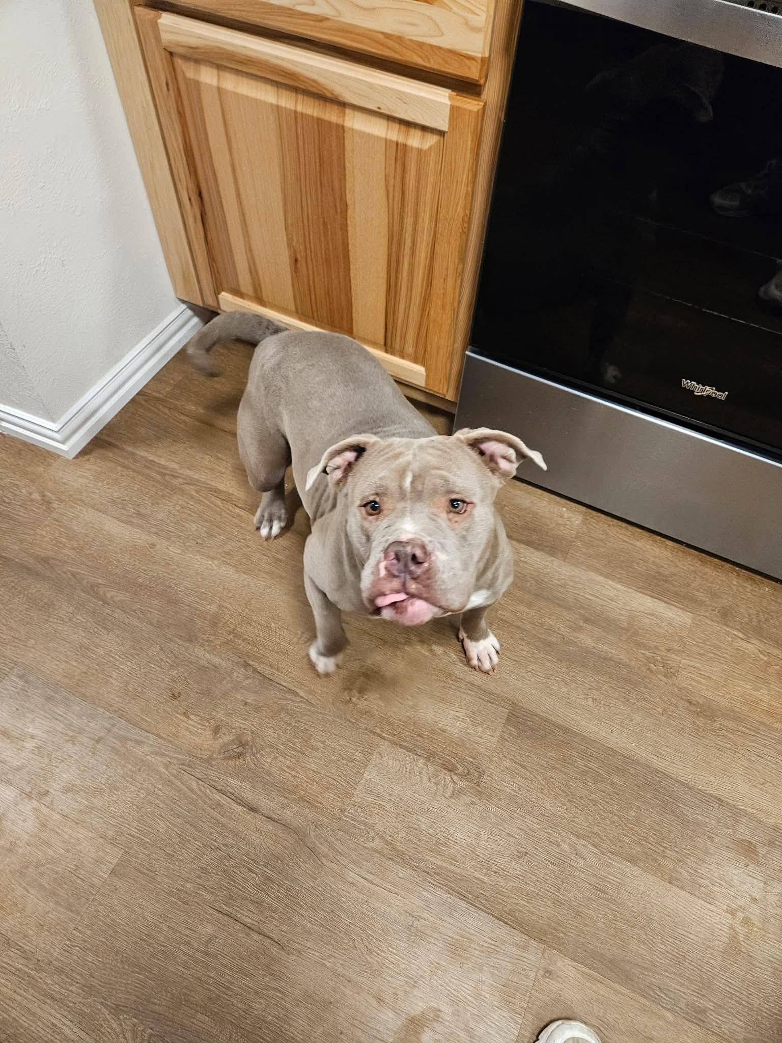 Enlarge Sweetie, a Adoptable Pit Bull Terrier in Arlee, MT image 4/4