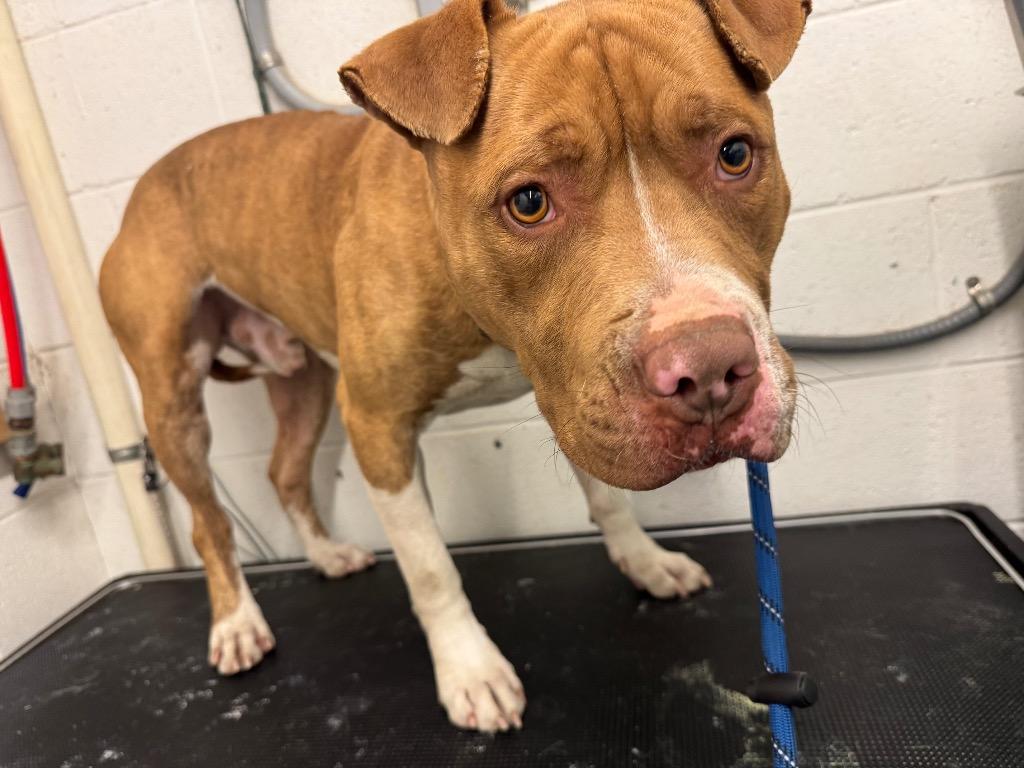 Enlarge Porkie-Adoptable, a Adoptable Pit Bull Terrier in Chickamauga , GA image 1/1