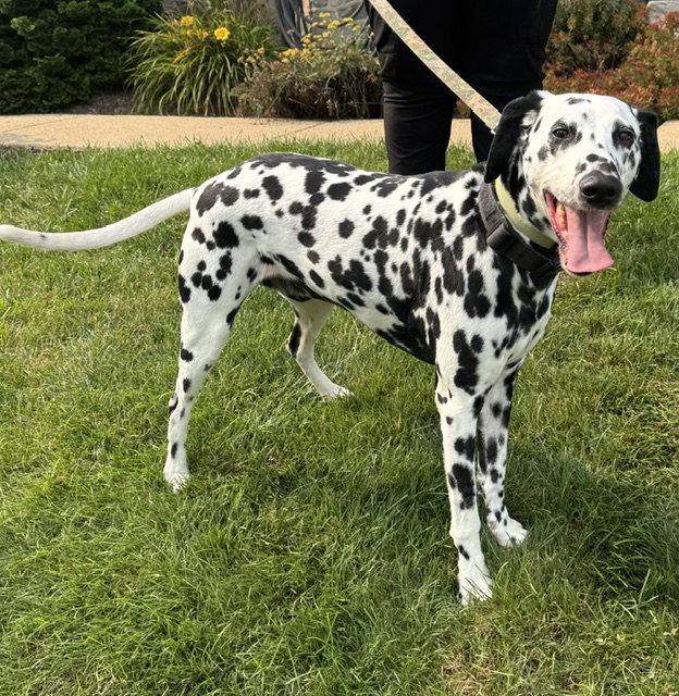 Guinness, Adoptable, Adult Male Dalmatian.