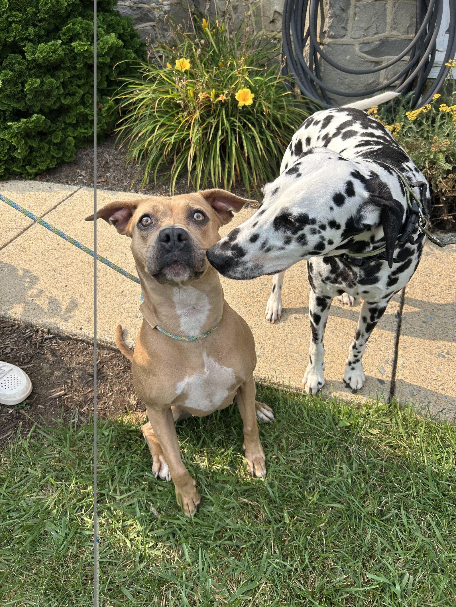 Guinness, a Adoptable Dalmatian in Lancaster, PA image 2/3