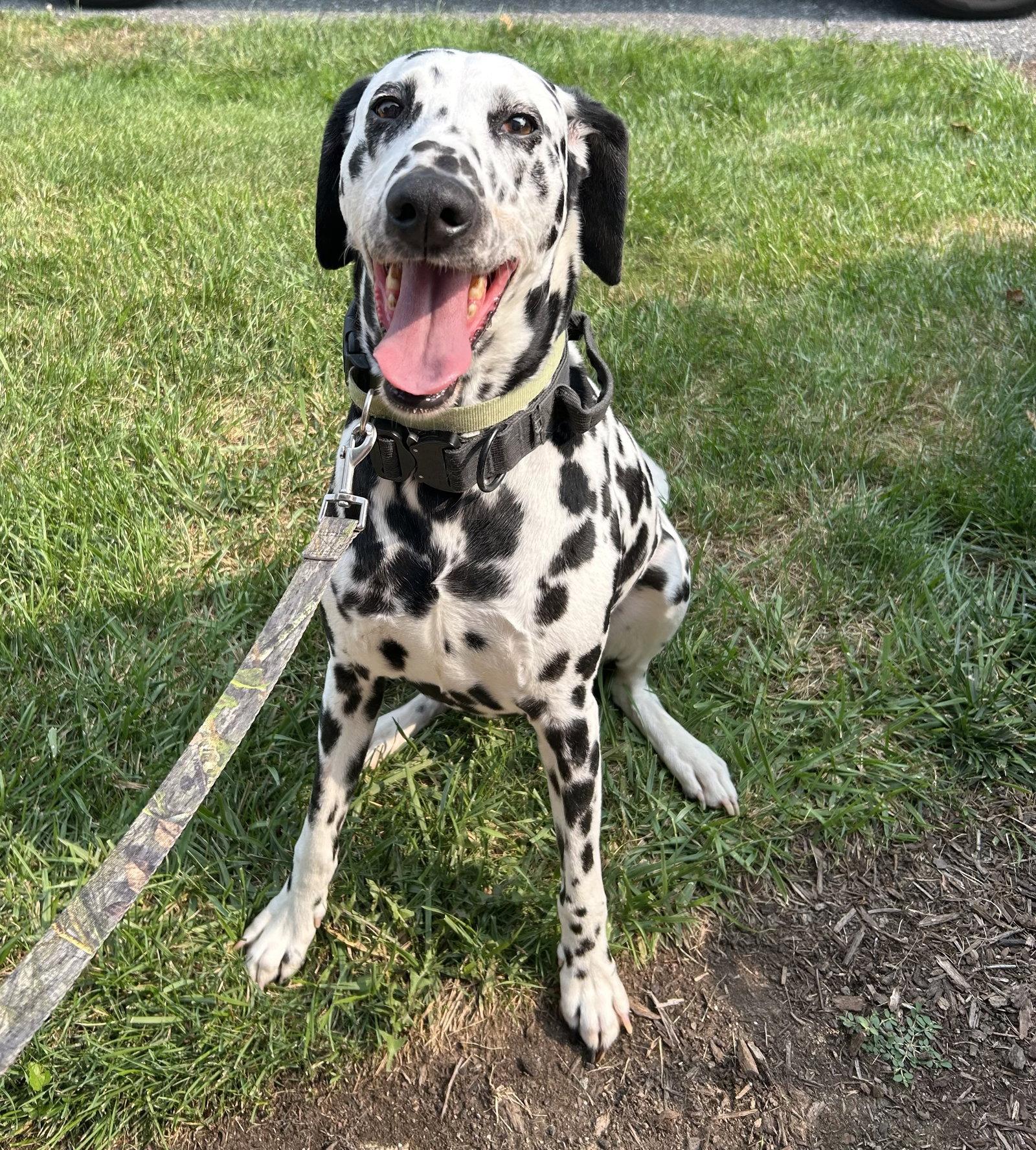 Guinness, a Adoptable Dalmatian in Lancaster, PA image 3/3