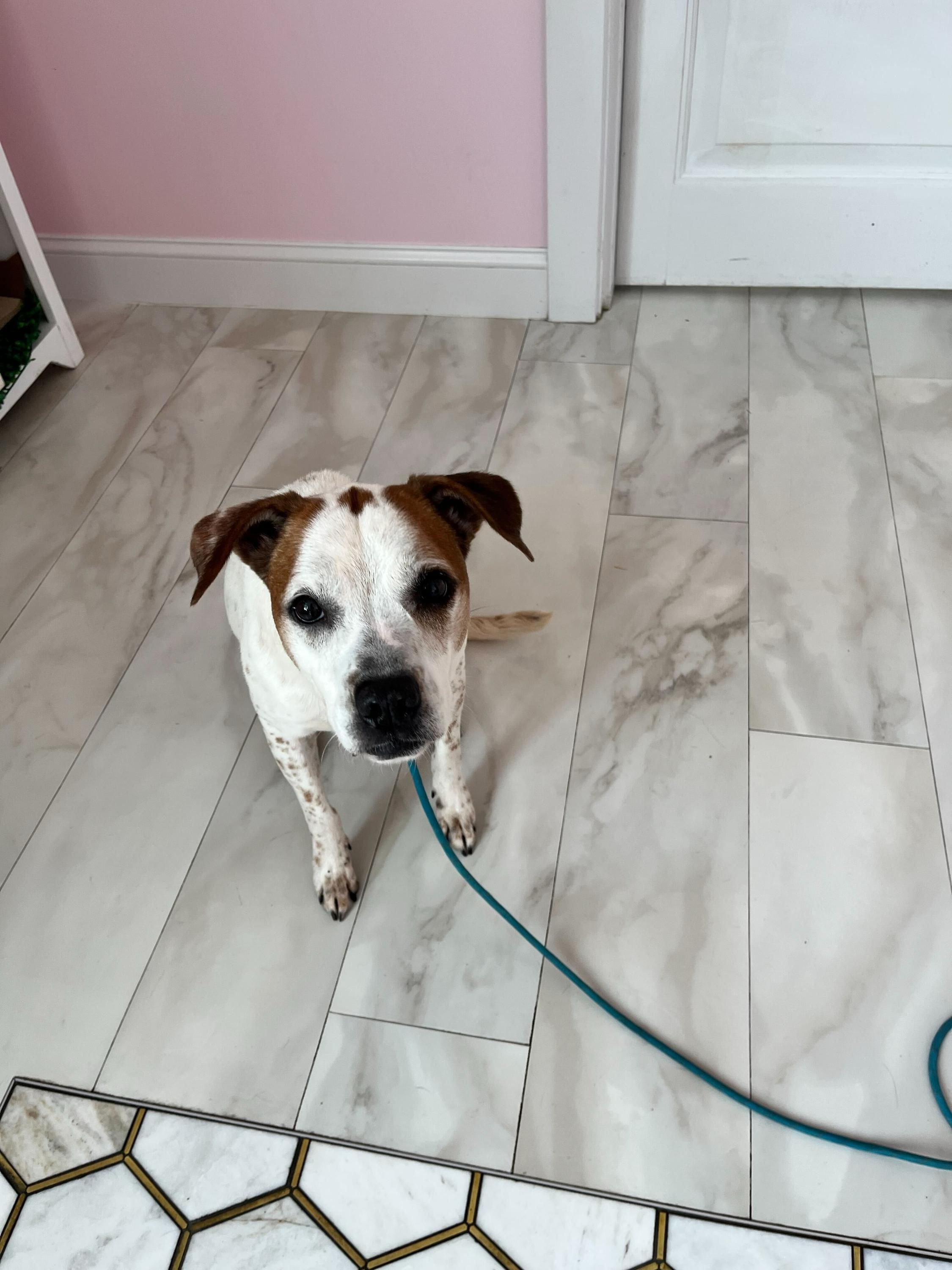 Tay Tay, Adoptable, Adult Female Beagle.