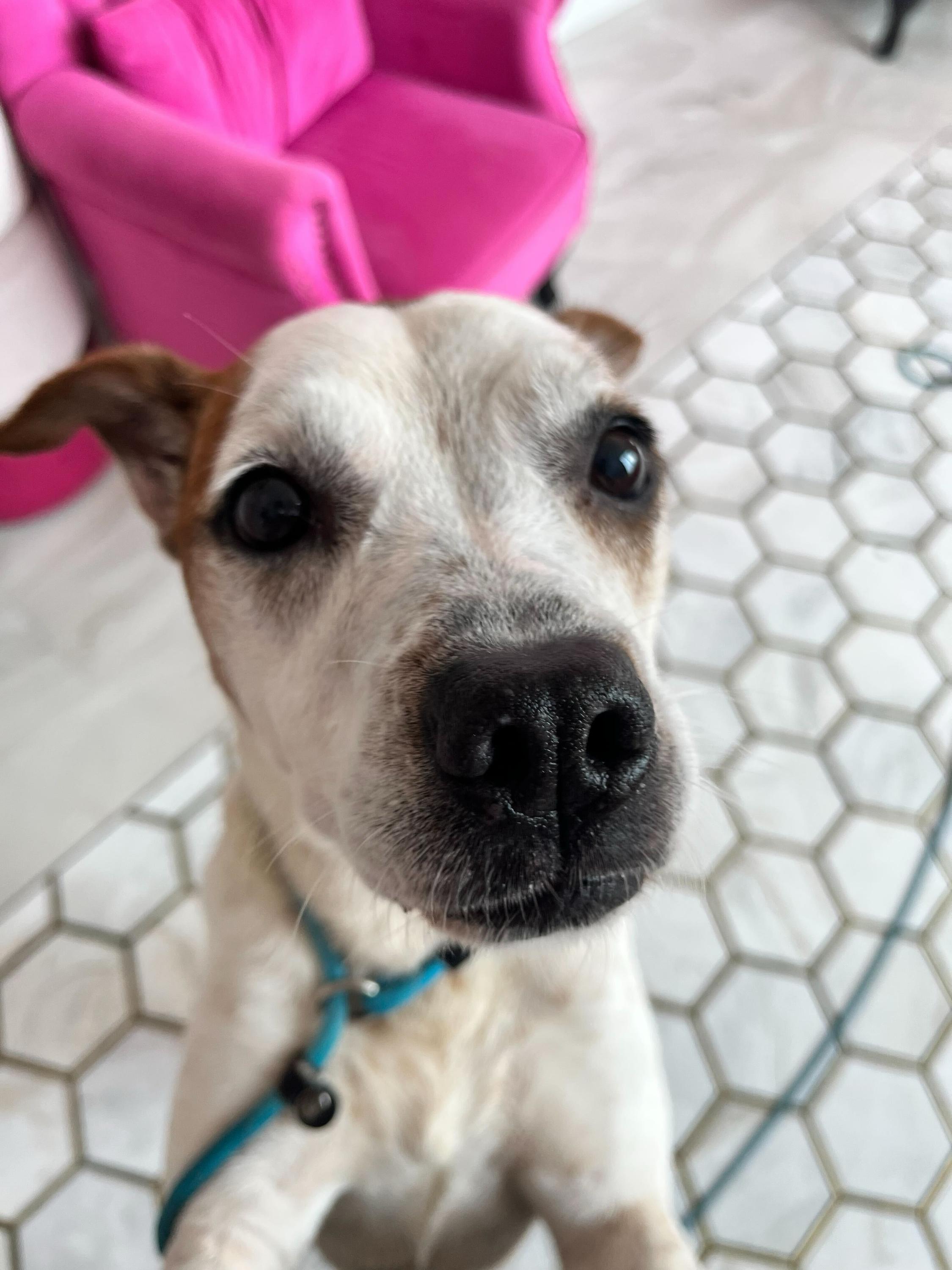 Tay Tay, a Adoptable mixed breed image 3/3