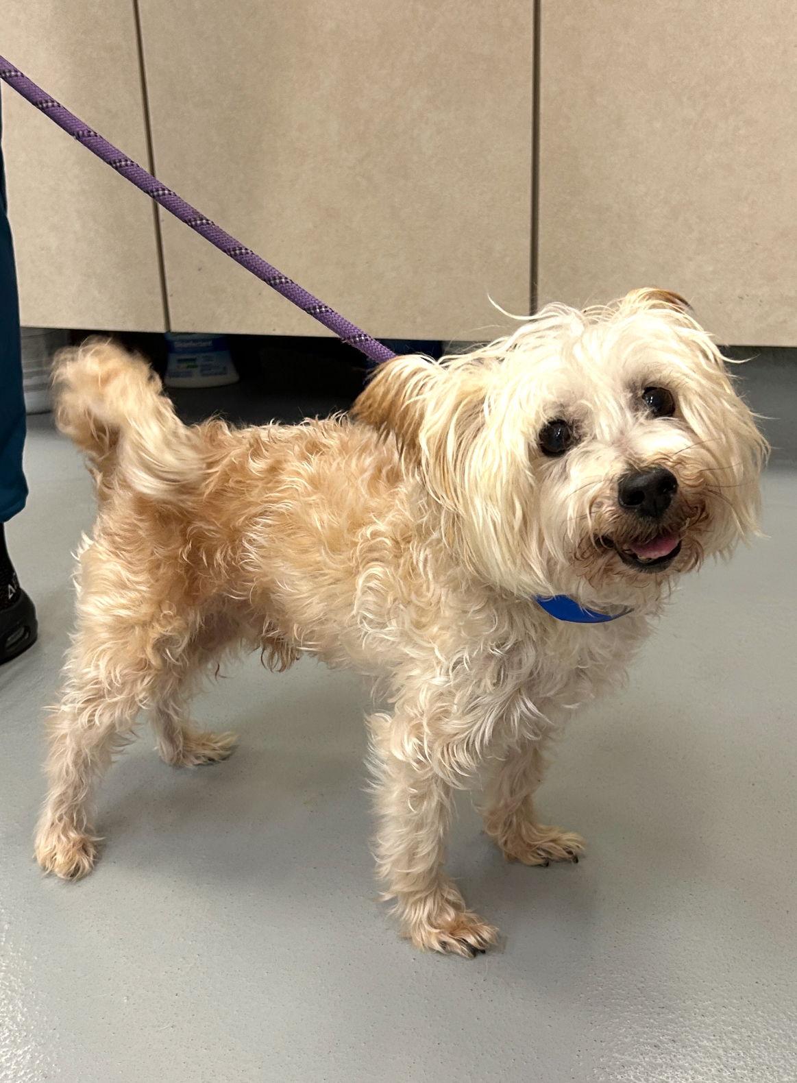 Enlarge Walnut * ADOPTION PENDING *, a Adoptable mixed breed in Mission Viejo, CA image 1/1