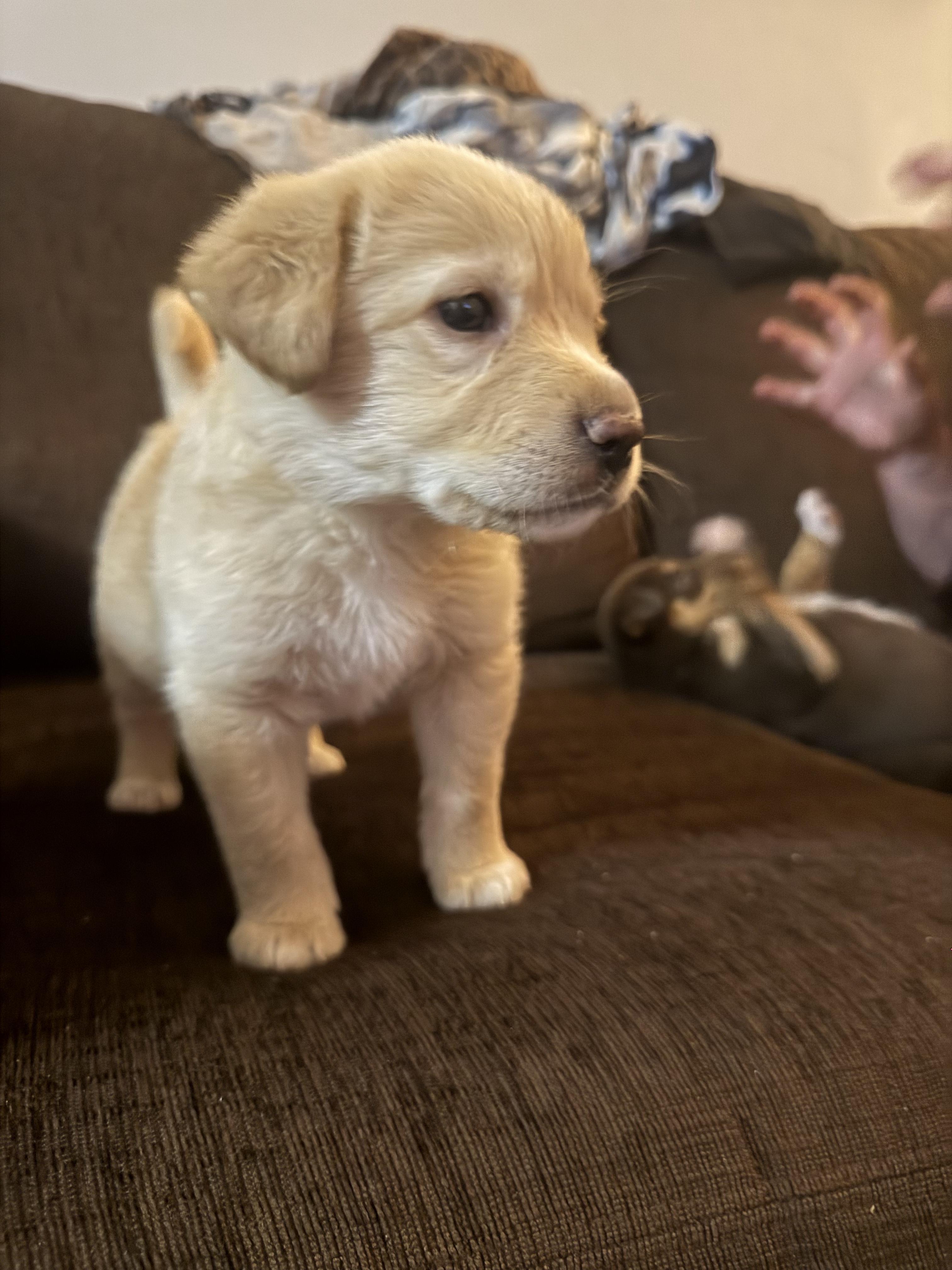 Enlarge Ethel, a ADOPTABLE mixed breed in Saskatoon, SK image 5/5