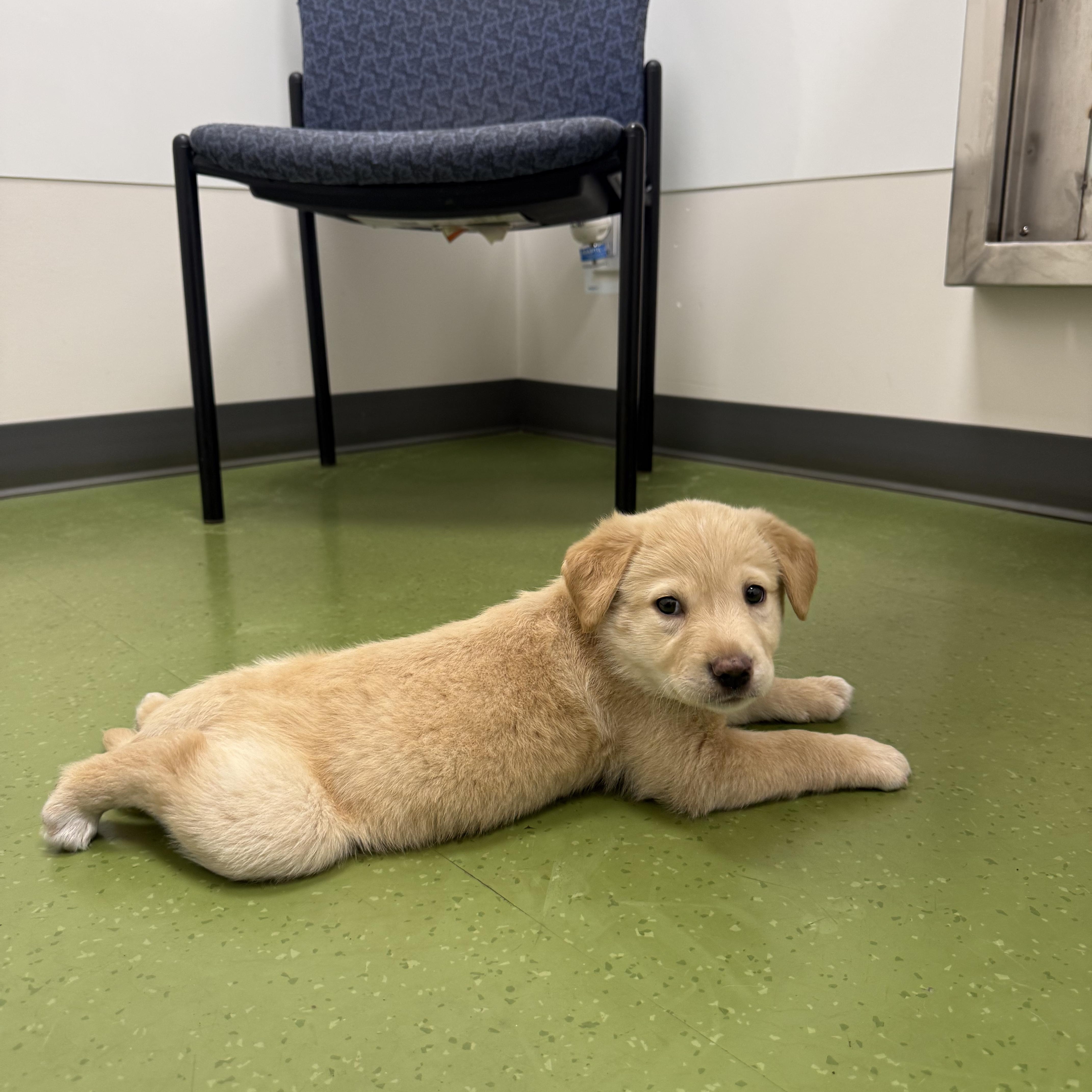 Ethel, ADOPTABLE, Puppy Female Mixed Breed.