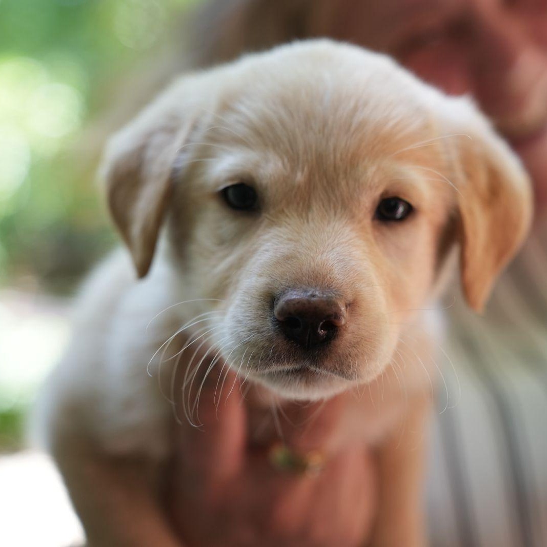 Enlarge Ethel, a ADOPTABLE mixed breed in Saskatoon, SK image 3/5
