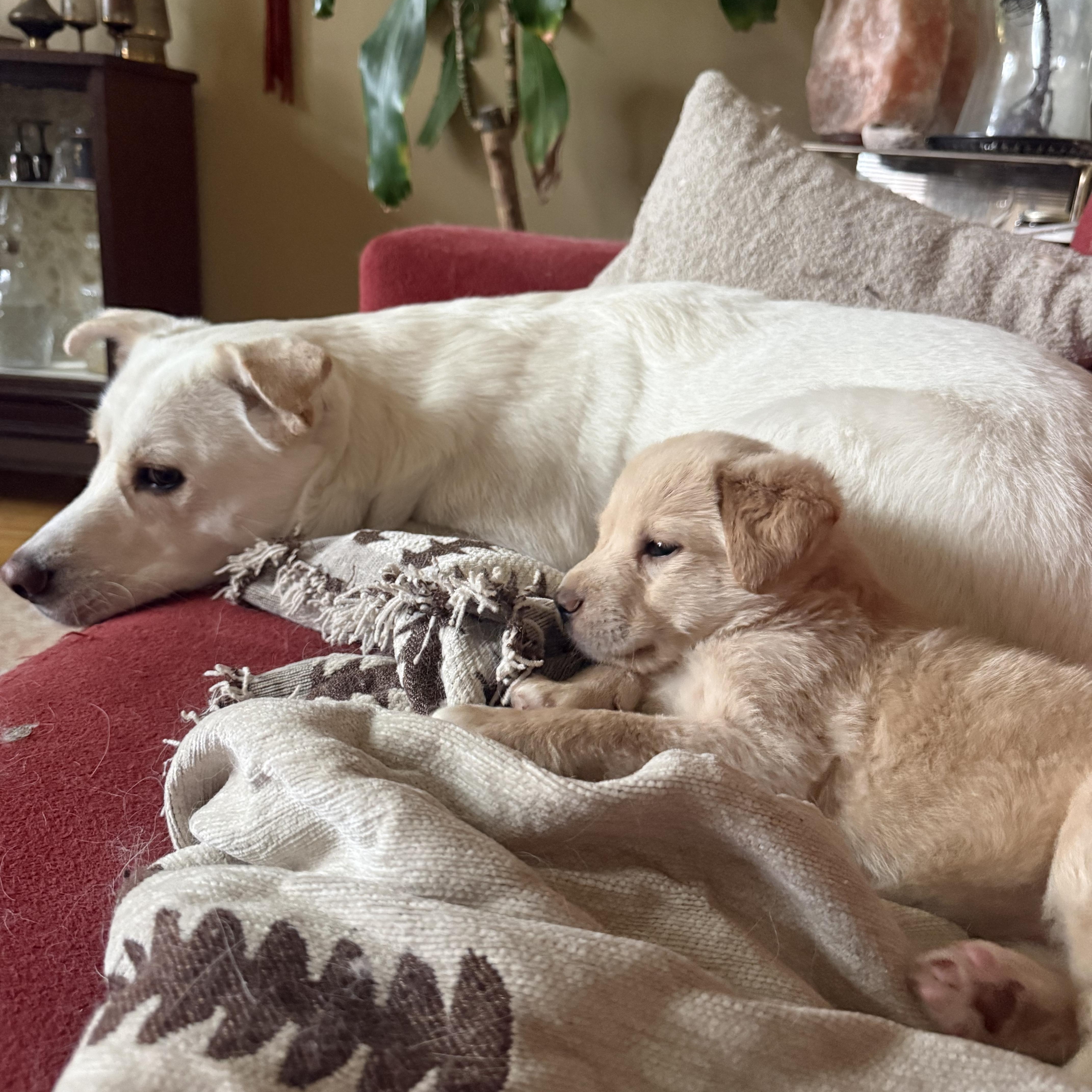 Enlarge Ethel, a ADOPTABLE mixed breed in Saskatoon, SK image 2/5