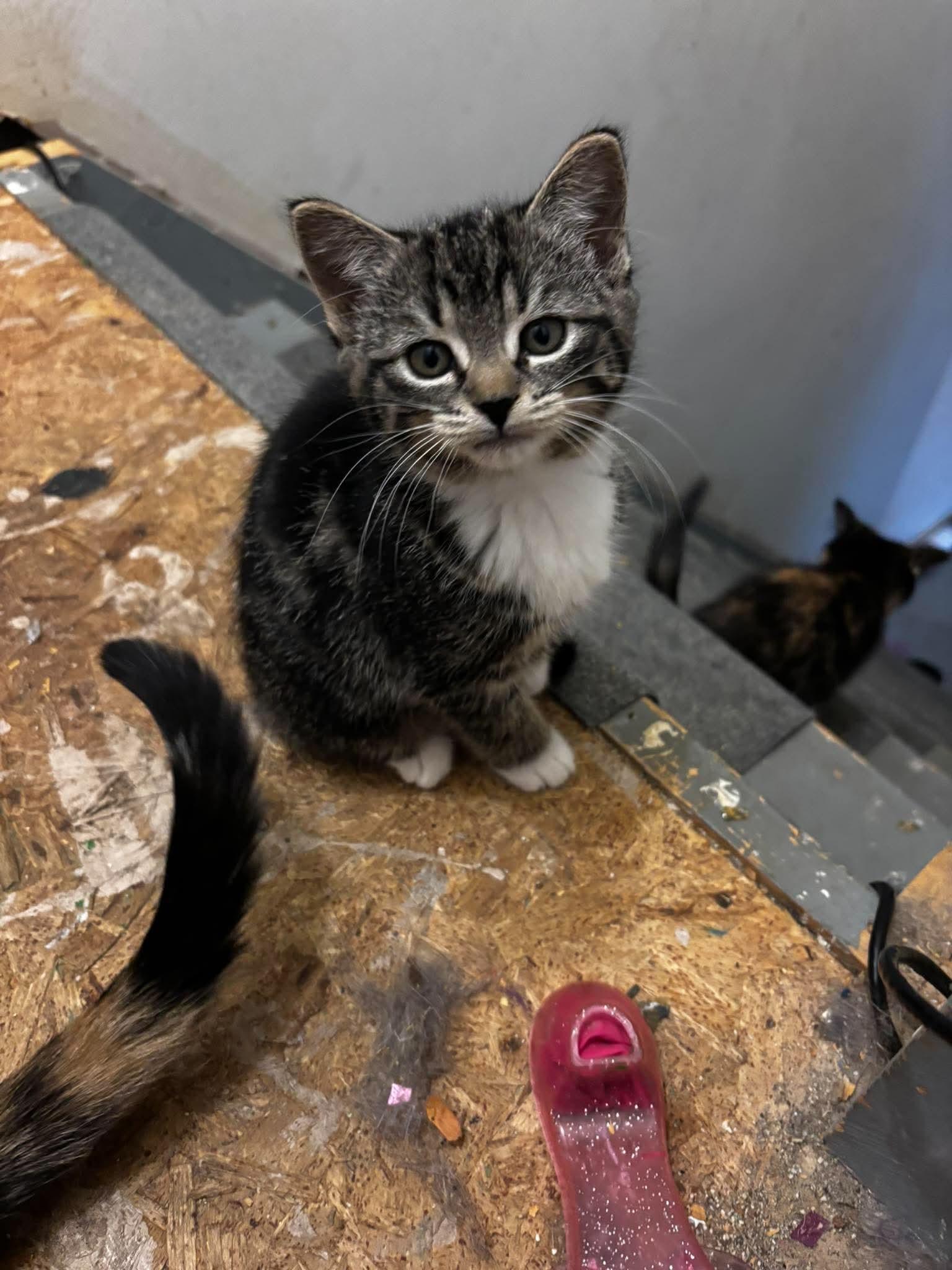 Enlarge CALI, an adopted Domestic Short Hair in Tillsonburg, ON image 2/4