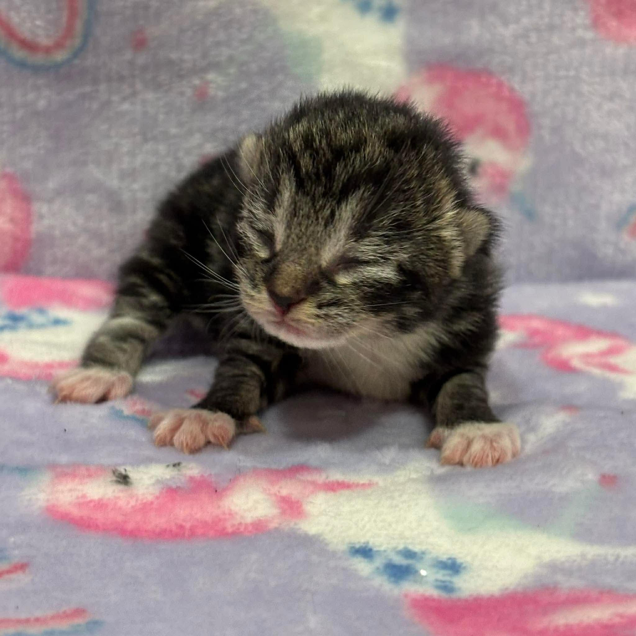 Enlarge CALI, an adopted Domestic Short Hair in Tillsonburg, ON image 3/4