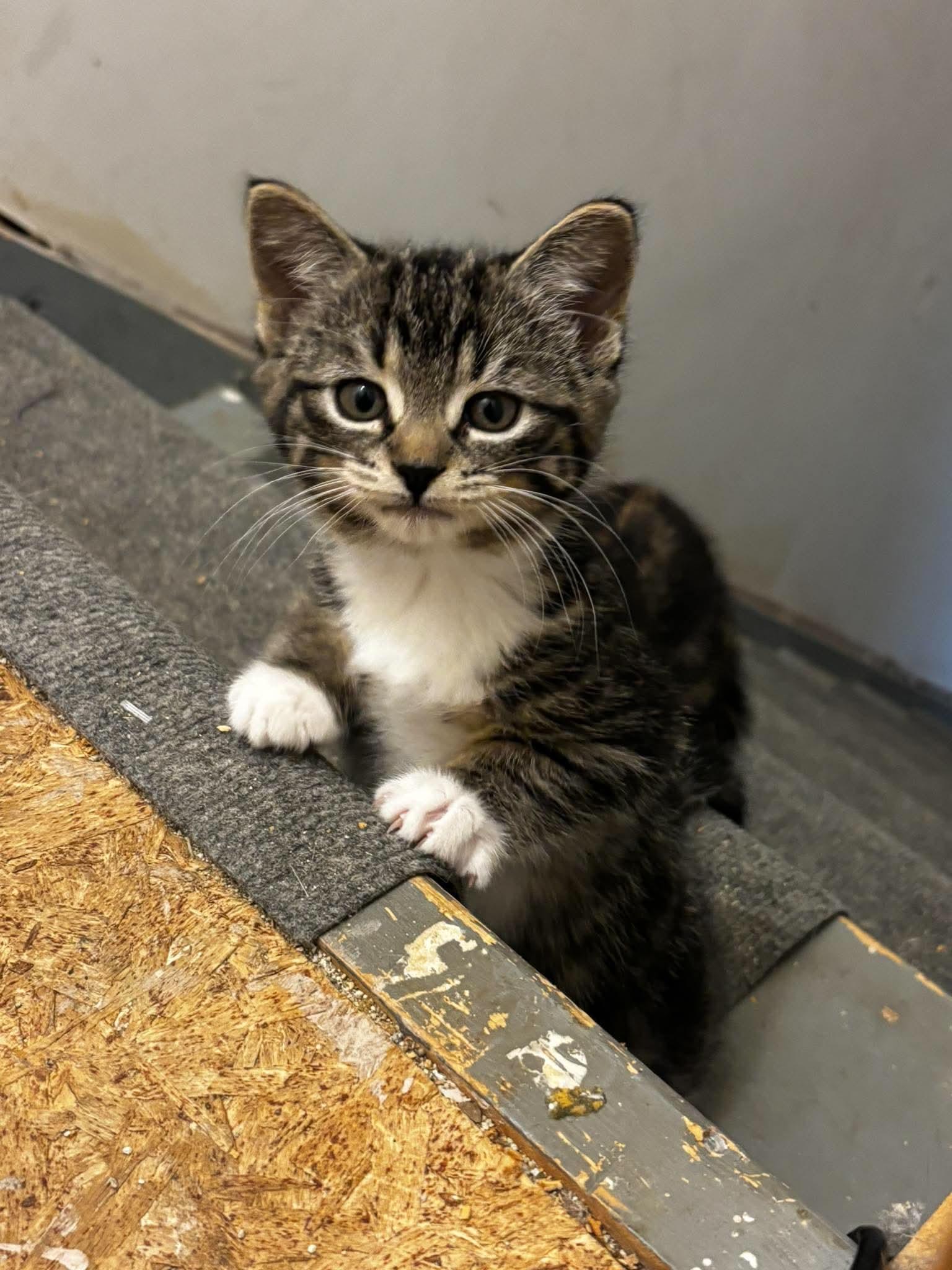 CALI, adopted, Kitten Female Domestic Short Hair.