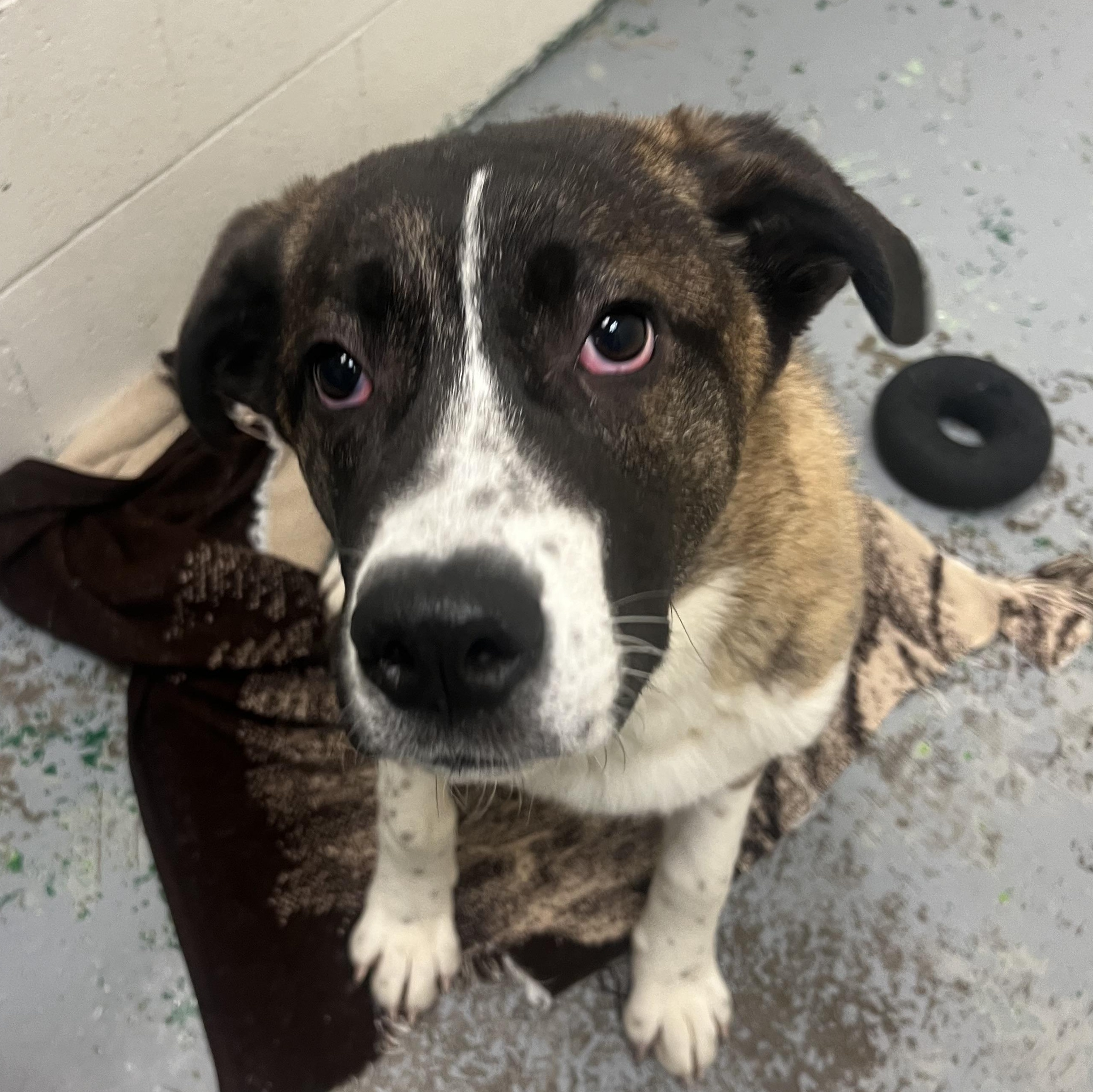 Story, a ADOPTABLE mixed breed in Spokane, WA image 2/4